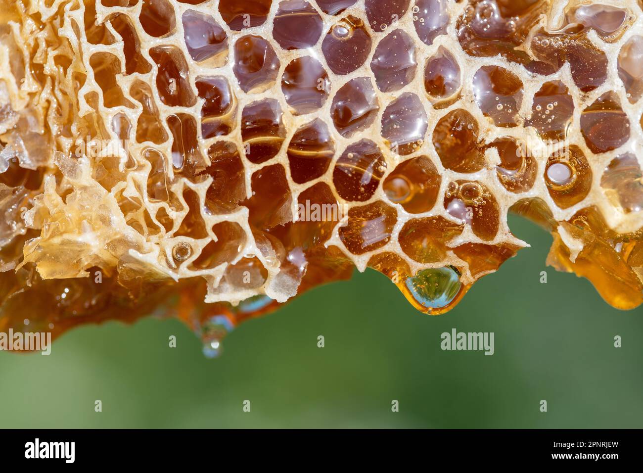 Honey dripping from honey comb on nature background, close up. Thick