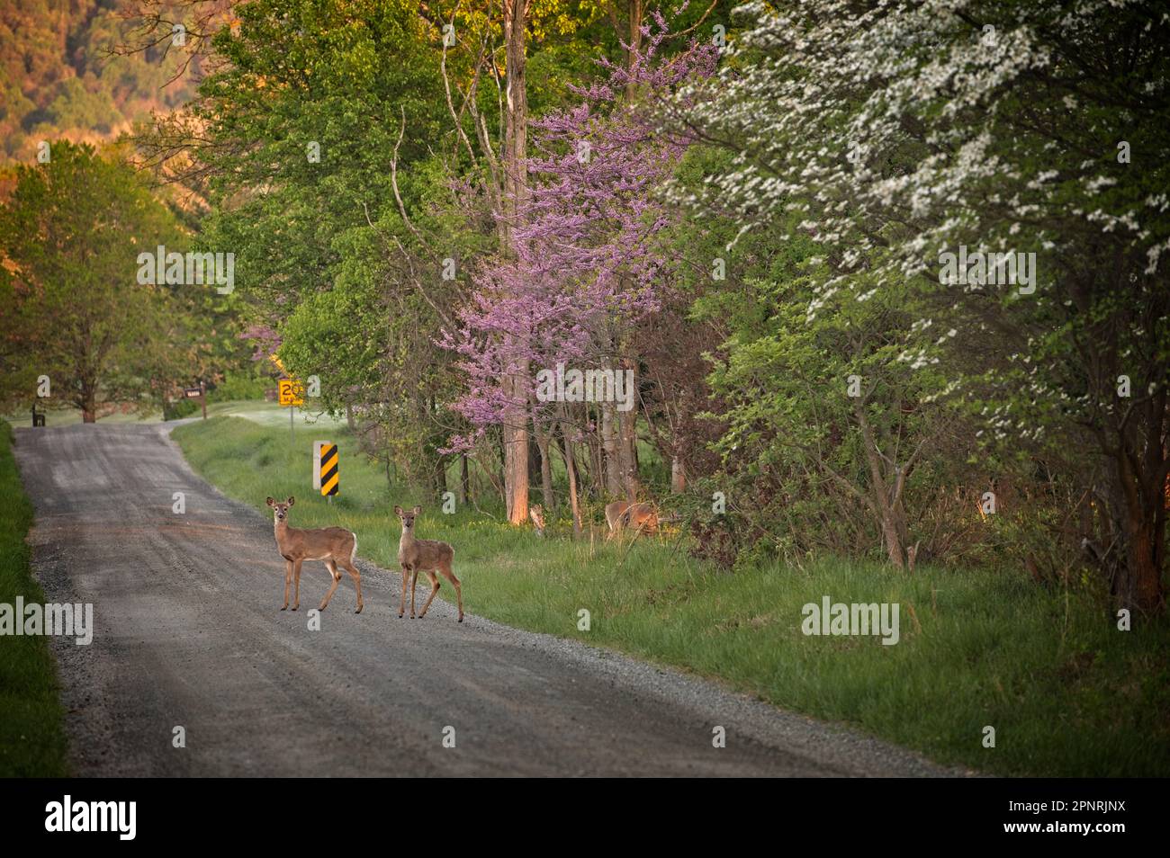 United States April, 15 2023 Whitetailed deer and red bud along