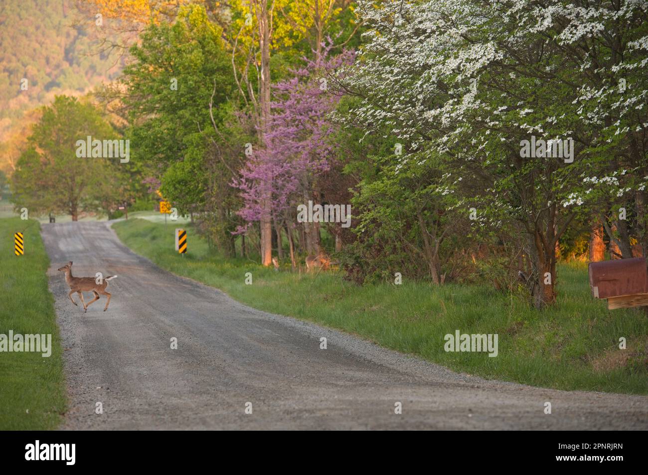 United States April, 15 2023 Whitetailed deer and red bud along