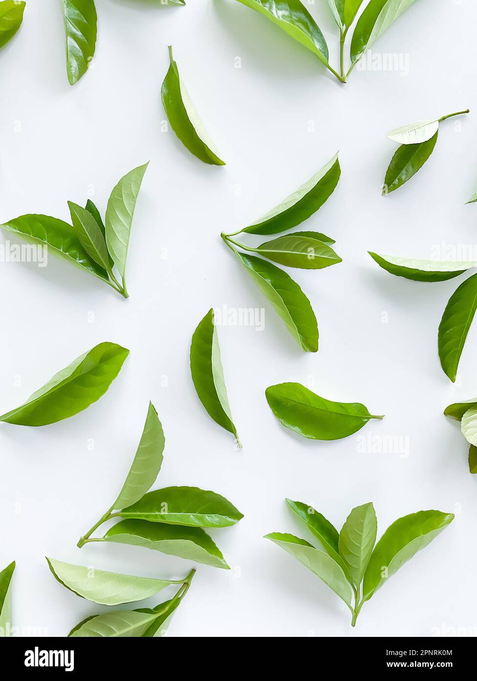 green leaves on a white background. Large fresh decorative leaves. Stock Photo