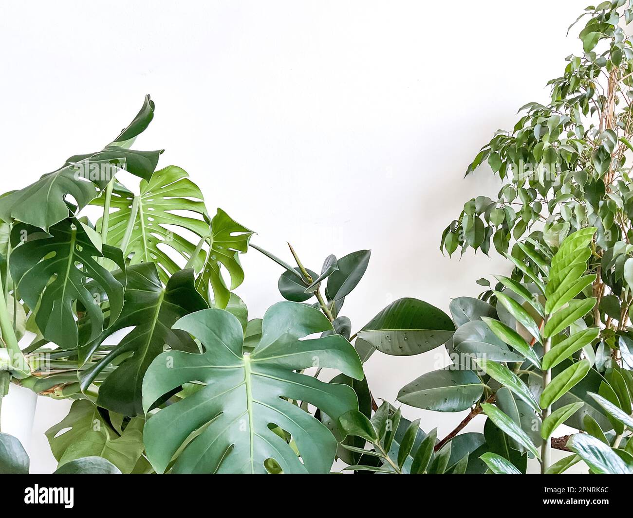 Plant Monstera deliciosa, zamiokulkas and ficus on white background. minimalism Stock Photo