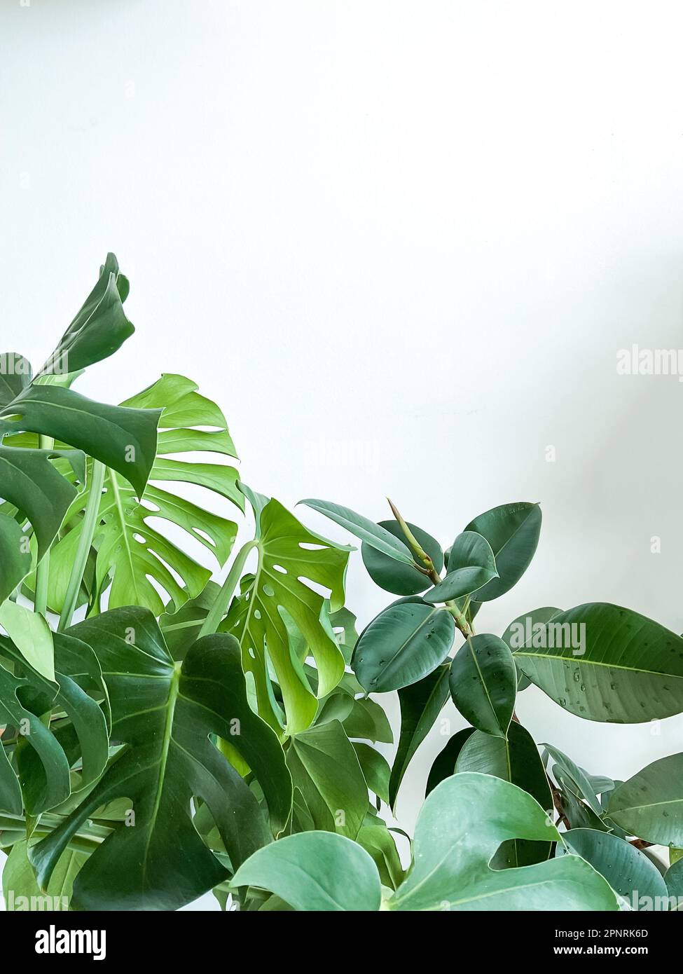 Monstera deliciosa plant and ficus on white background. Stylish and minimalistic Stock Photo