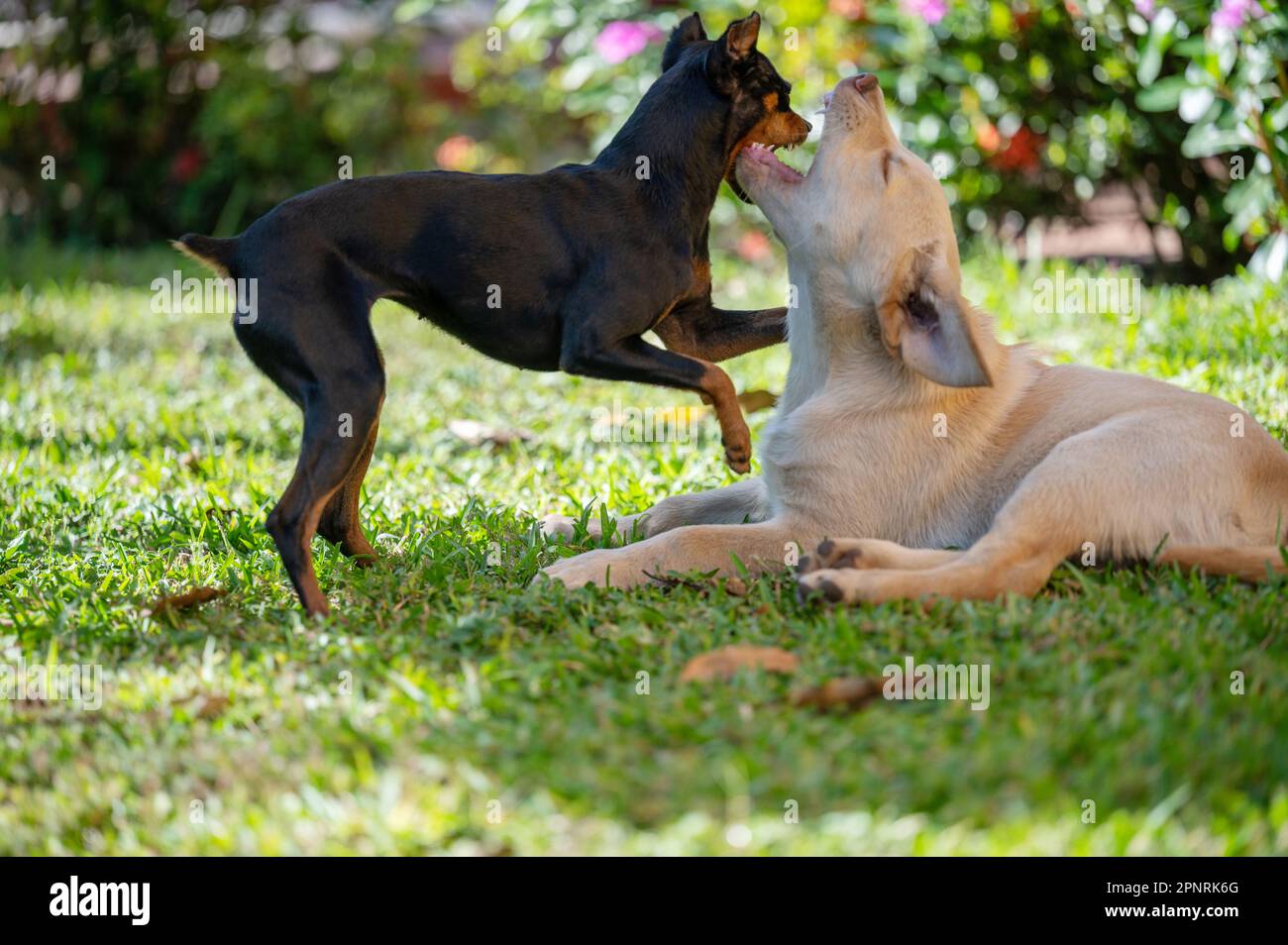Two puppies play fight on green garden sunny background Stock Photo - Alamy