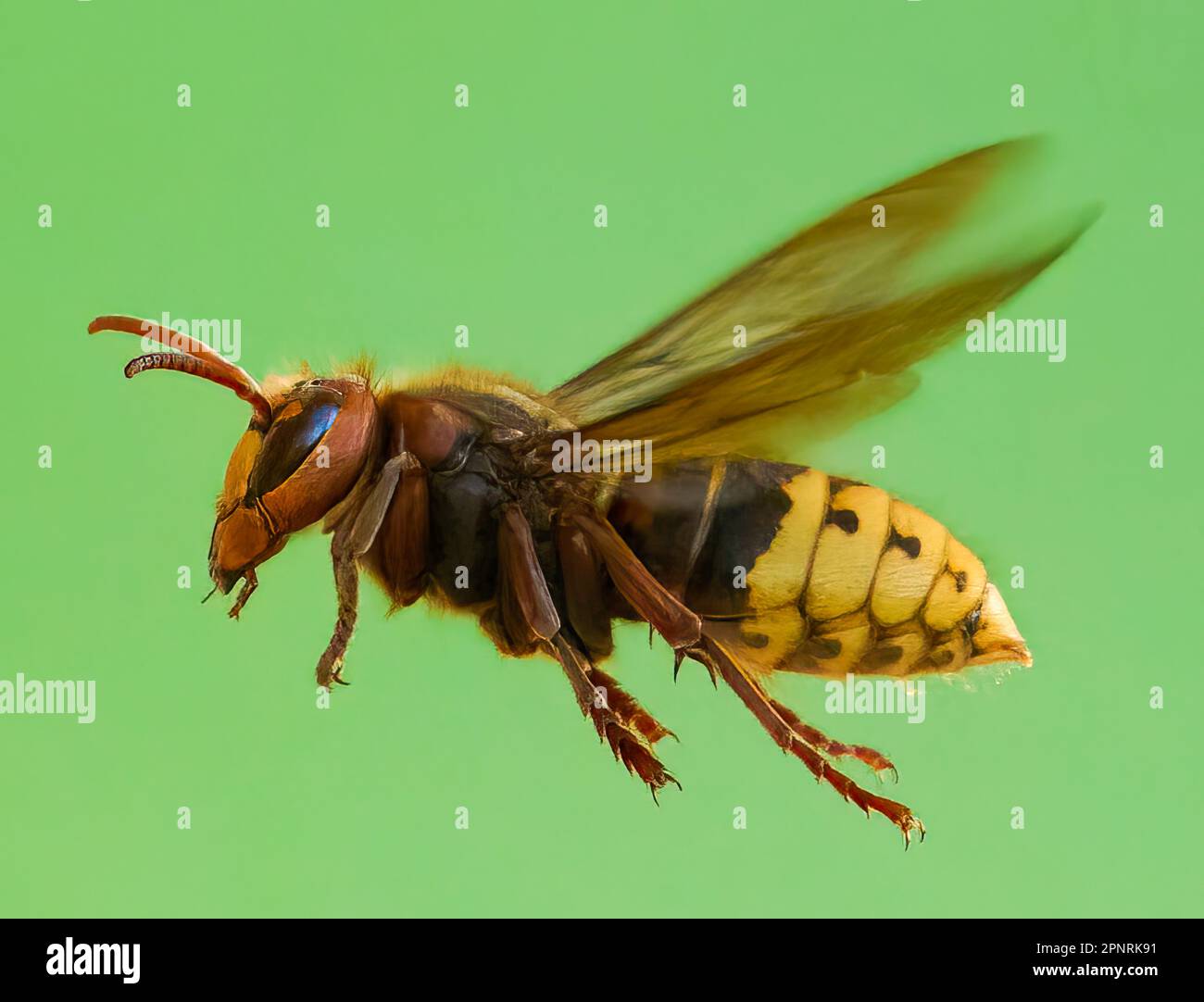 Close-up view of live European hornet in flight Vespa crabro-the largest eusocial wasp native to Europe Stock Photo