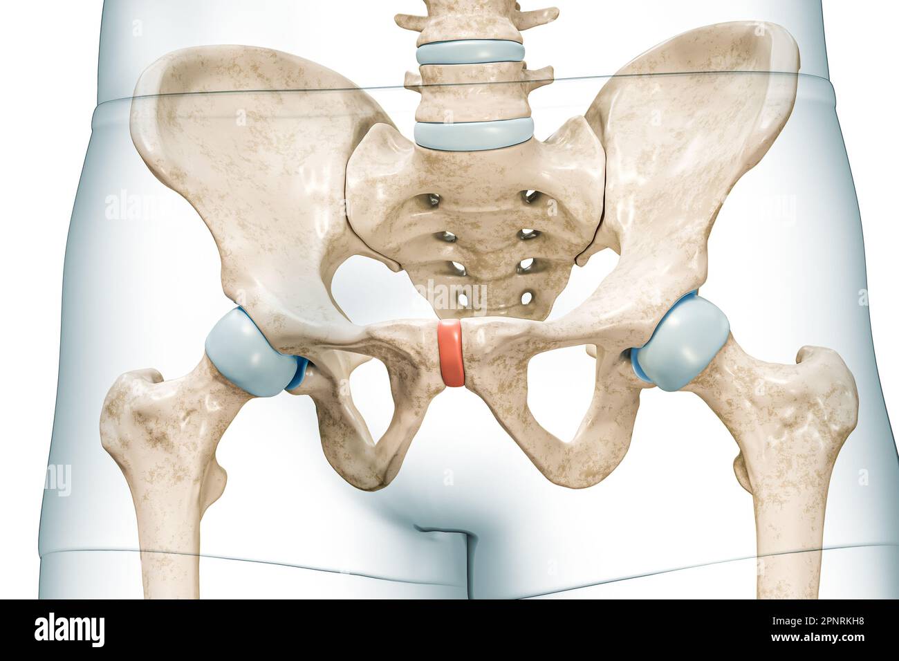 Pelvis Hip Anatomy