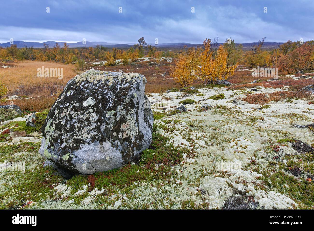 Moorland with birch trees and boulder covered in lichens in the Fokstumyra Nature Reserve in autumn / falll, Dovrefjell, Oppdal, Dovre, Central Norway Stock Photo