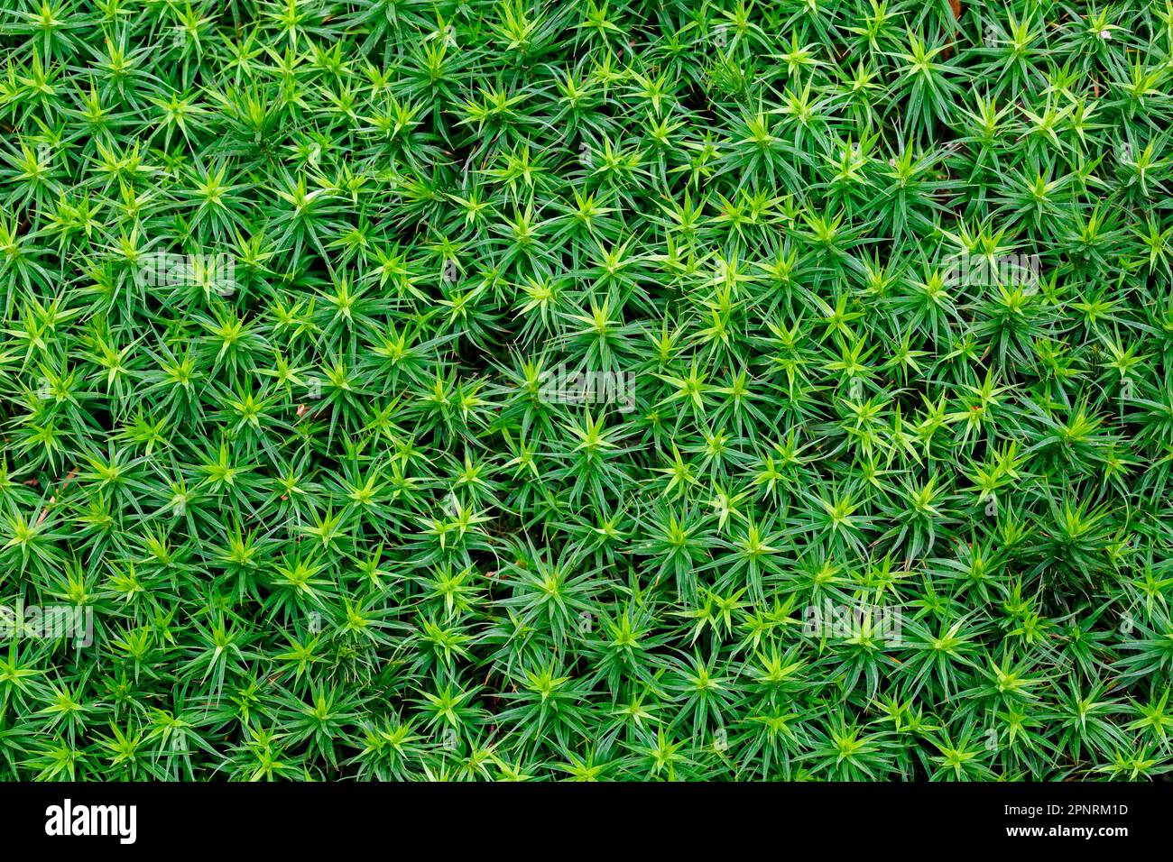 Bank haircap moss / hair moss (Polytrichum formosum / Polytrichastrum formosum) close-up in spring Stock Photo