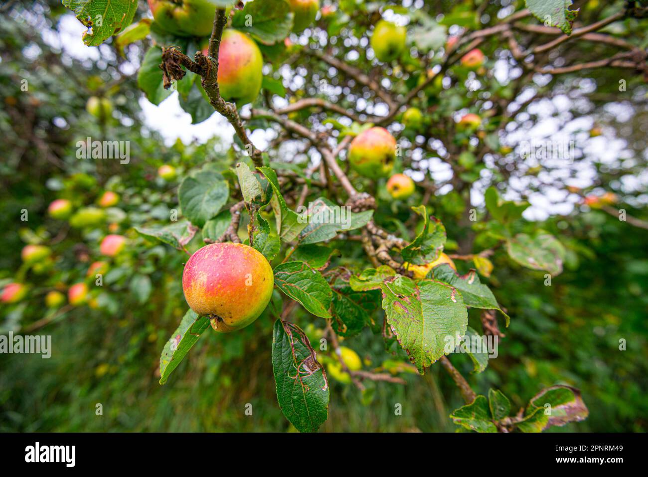 Ripe apples hanging from the branches of a tree Stock Photo - Alamy