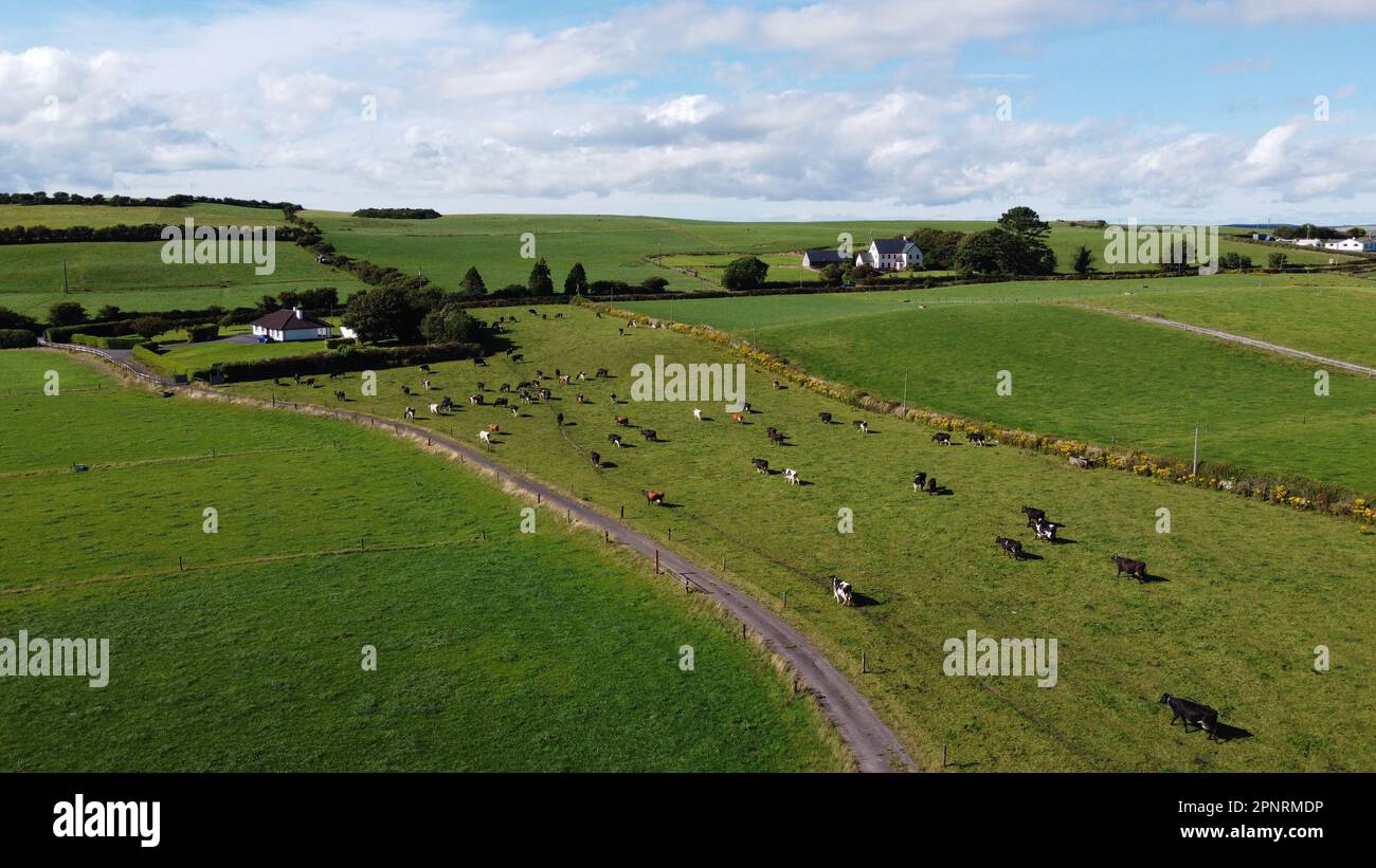 A cows in Ireland, top view. Organic Irish farm. Cattle grazing on a grass field, landscape. Animal husbandry. Green grass field under blue sky Stock Photo