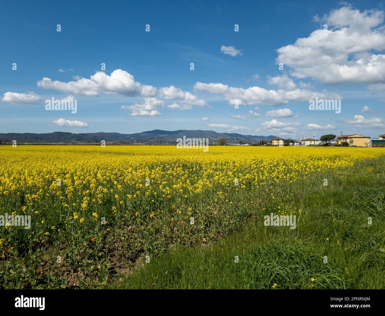 Rural landscape with flowering rapeseed fields Stock Photo