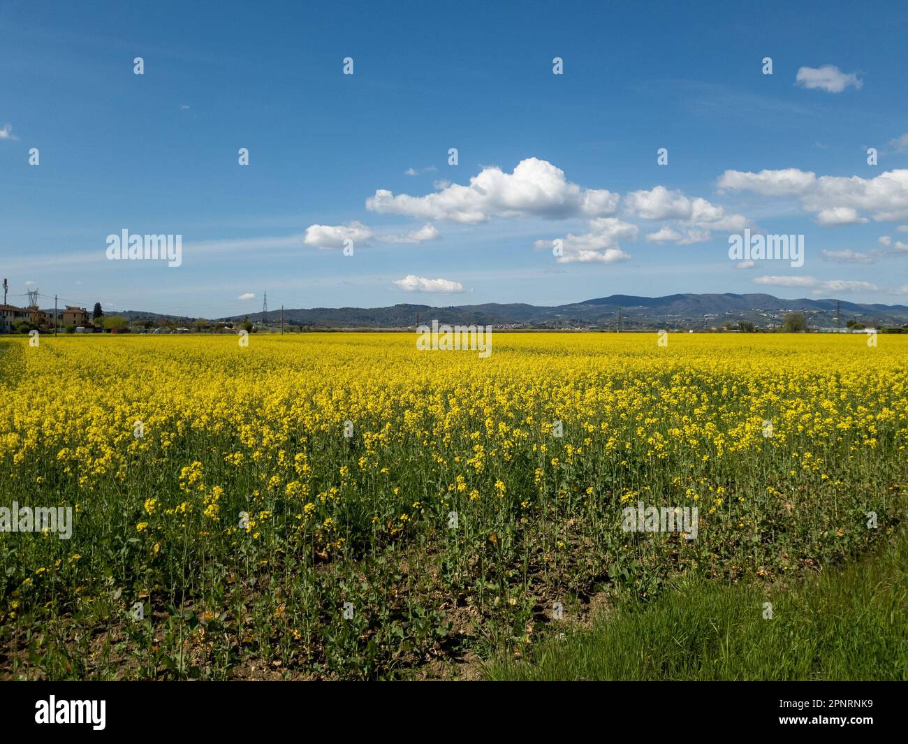 Rural landscape with flowering rapeseed fields Stock Photo