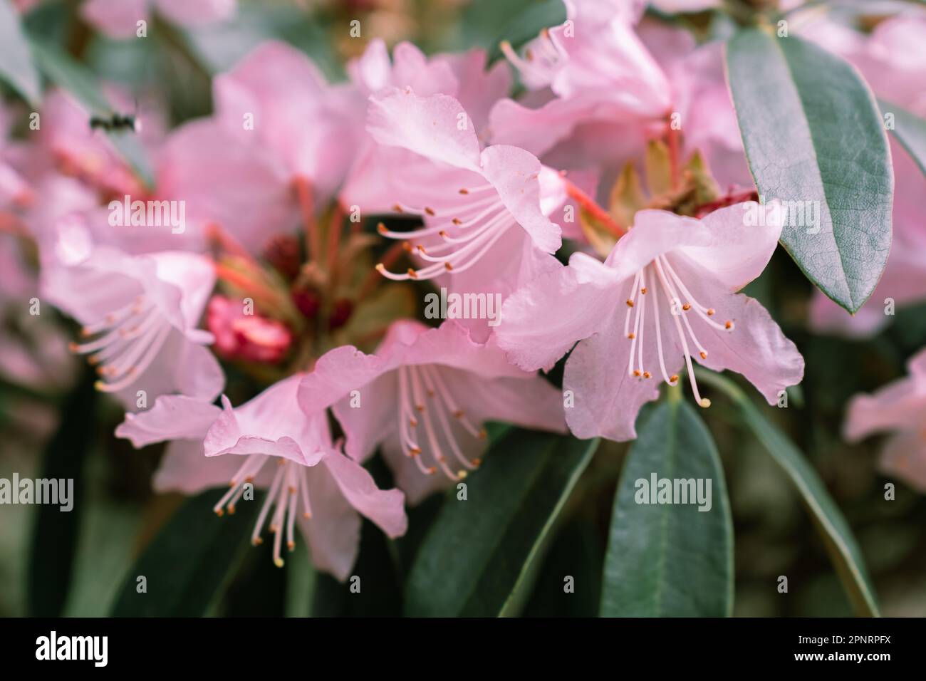 Rhododendron principis is an evergreen shrub growing 2 to 6 m tall with leathery leaves and pink flowers. Stock Photo