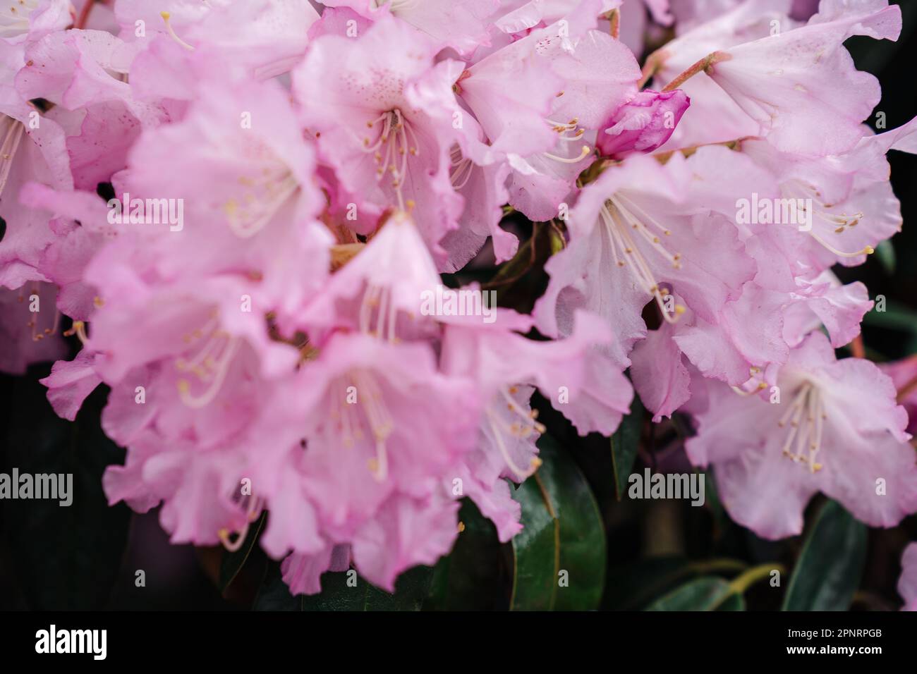 Clothe-up of flowers Rhododendron principis is an evergreen shrub growing 2 to 6 m tall with leathery leaves and pink flowers. Stock Photo