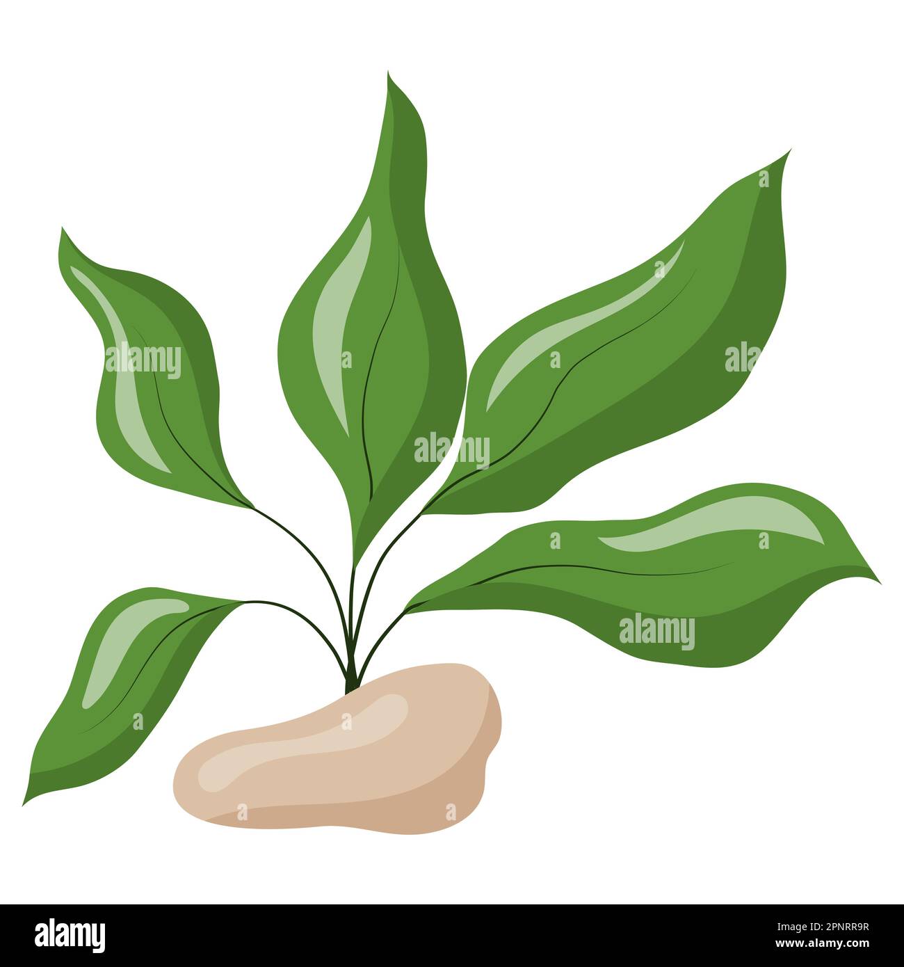 Vector illustration of broad-leaved green algae isolated on a white background. Aquarium grass on rocks Stock Vector