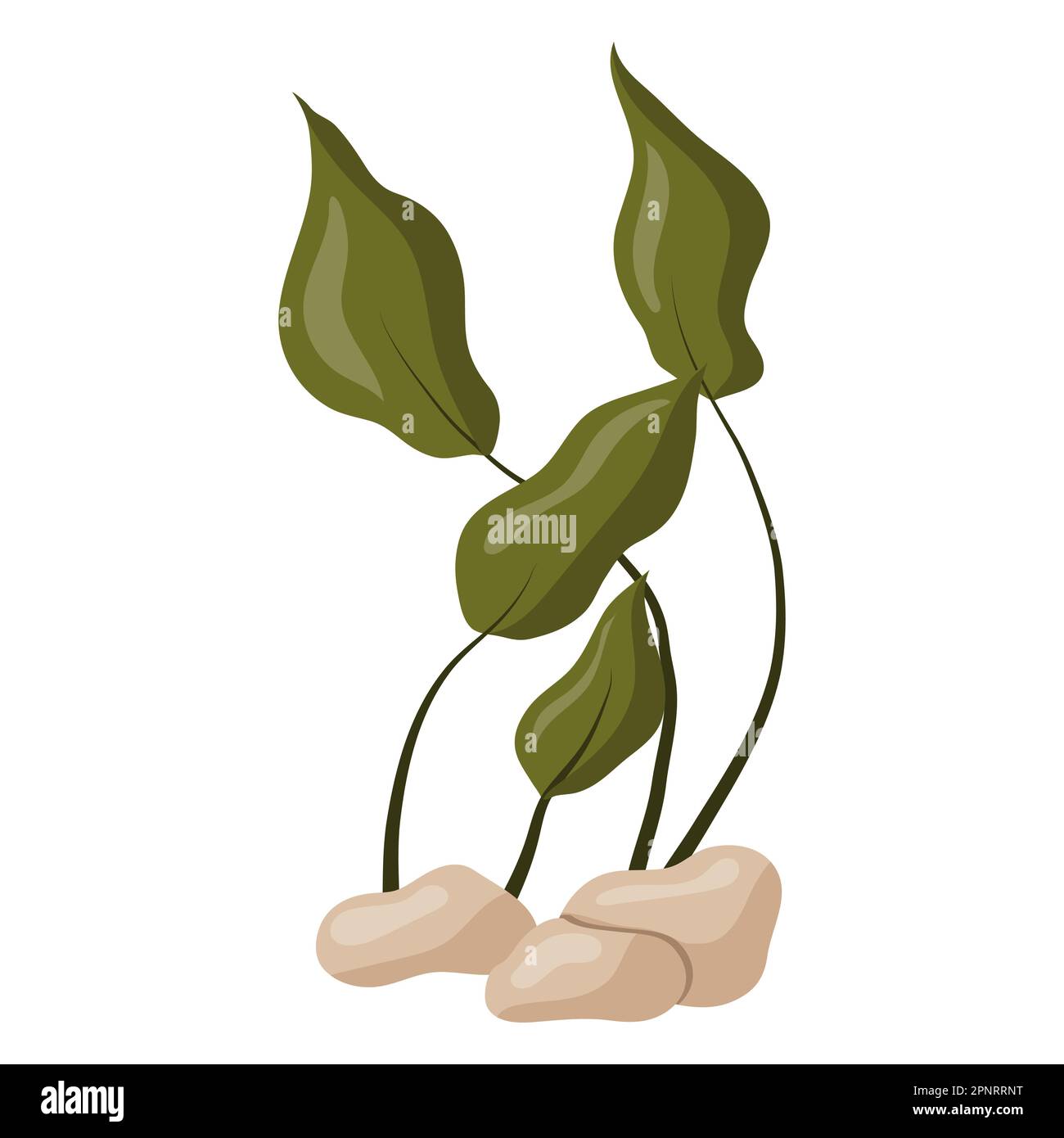 Vector illustration of green algae leaves isolated on a white