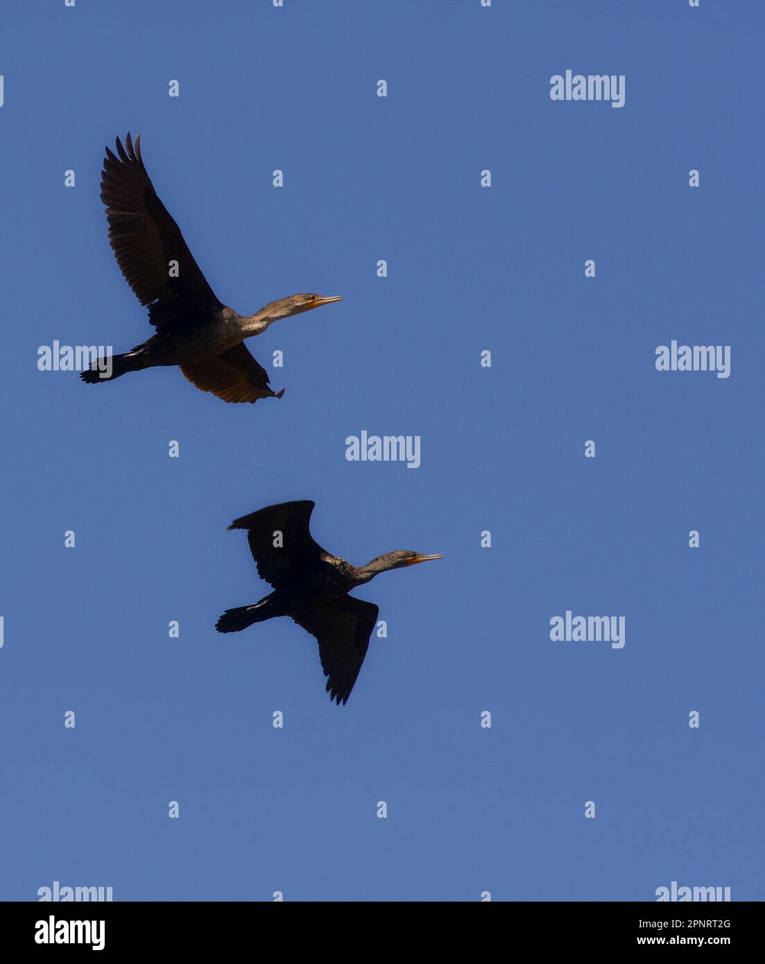 Two Double Crested Cormorants in flight Stock Photo Alamy