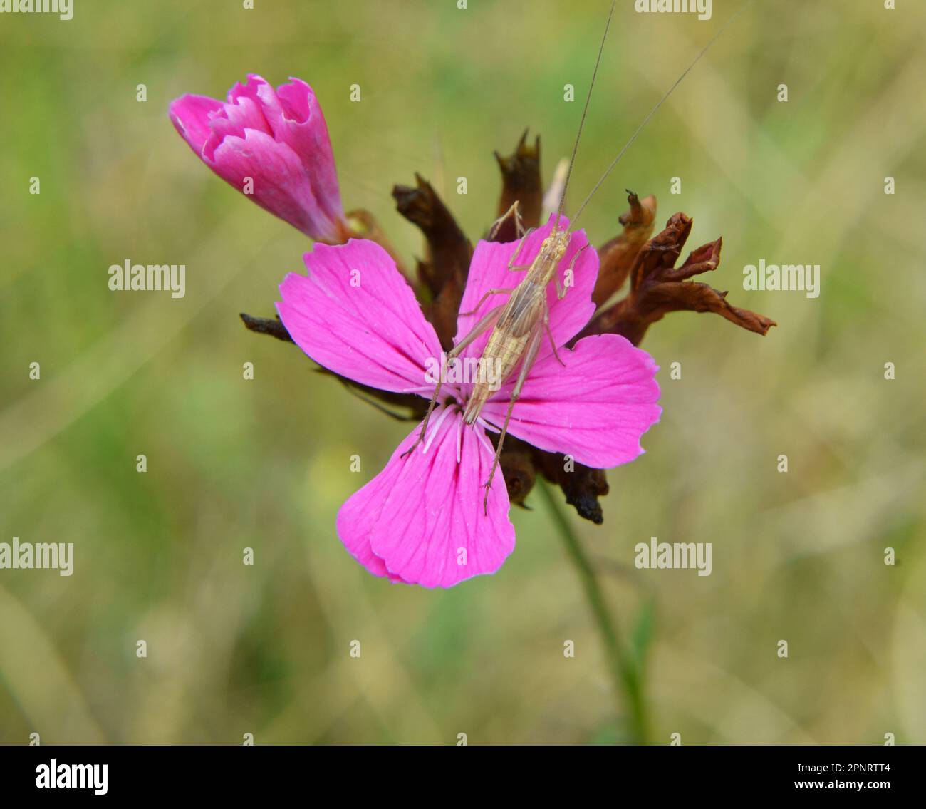 In the wild, carnation (Dianthus) blooms among herbs Stock Photo