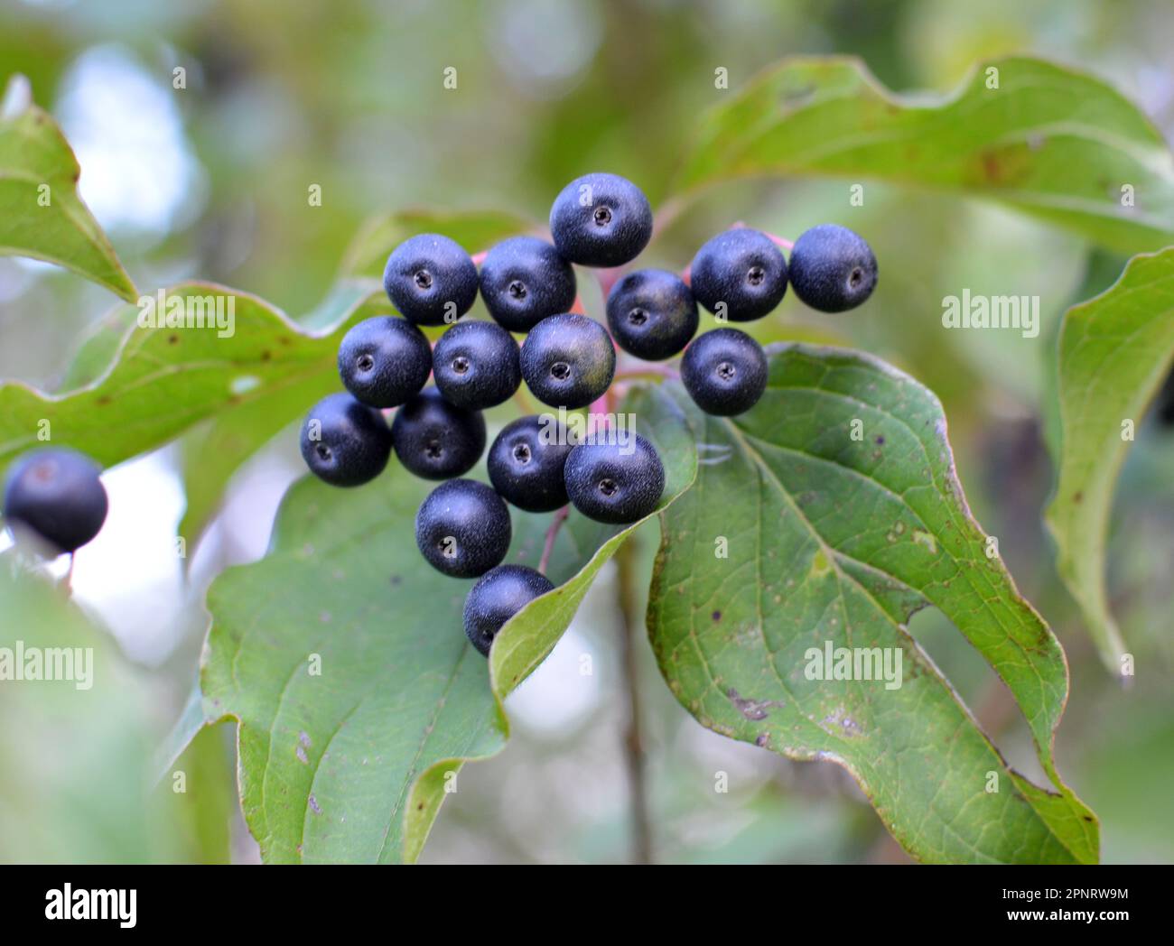 Black berries of cornus sanguinea ripen on a branch of a bush. Stock Photo