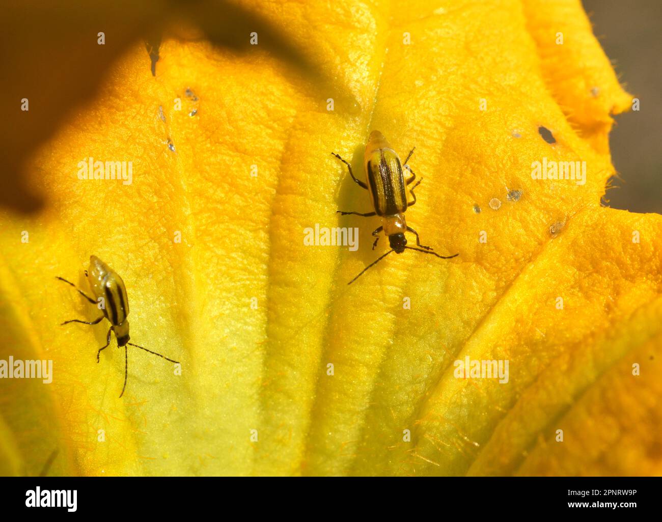 The plant is a harmful insect Western corn beetle (Diabrotica