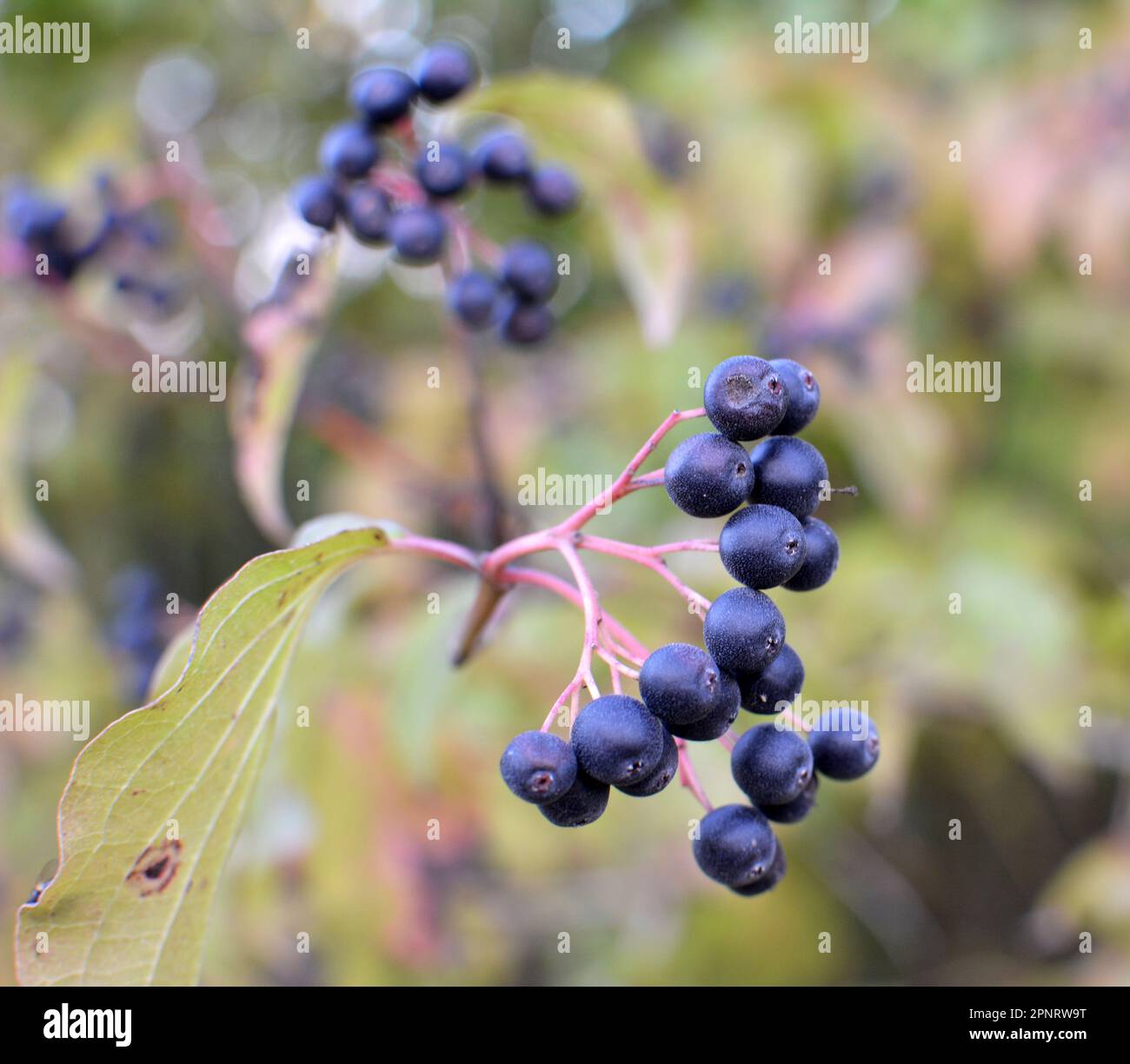 Black berries of cornus sanguinea ripen on a branch of a bush Stock ...