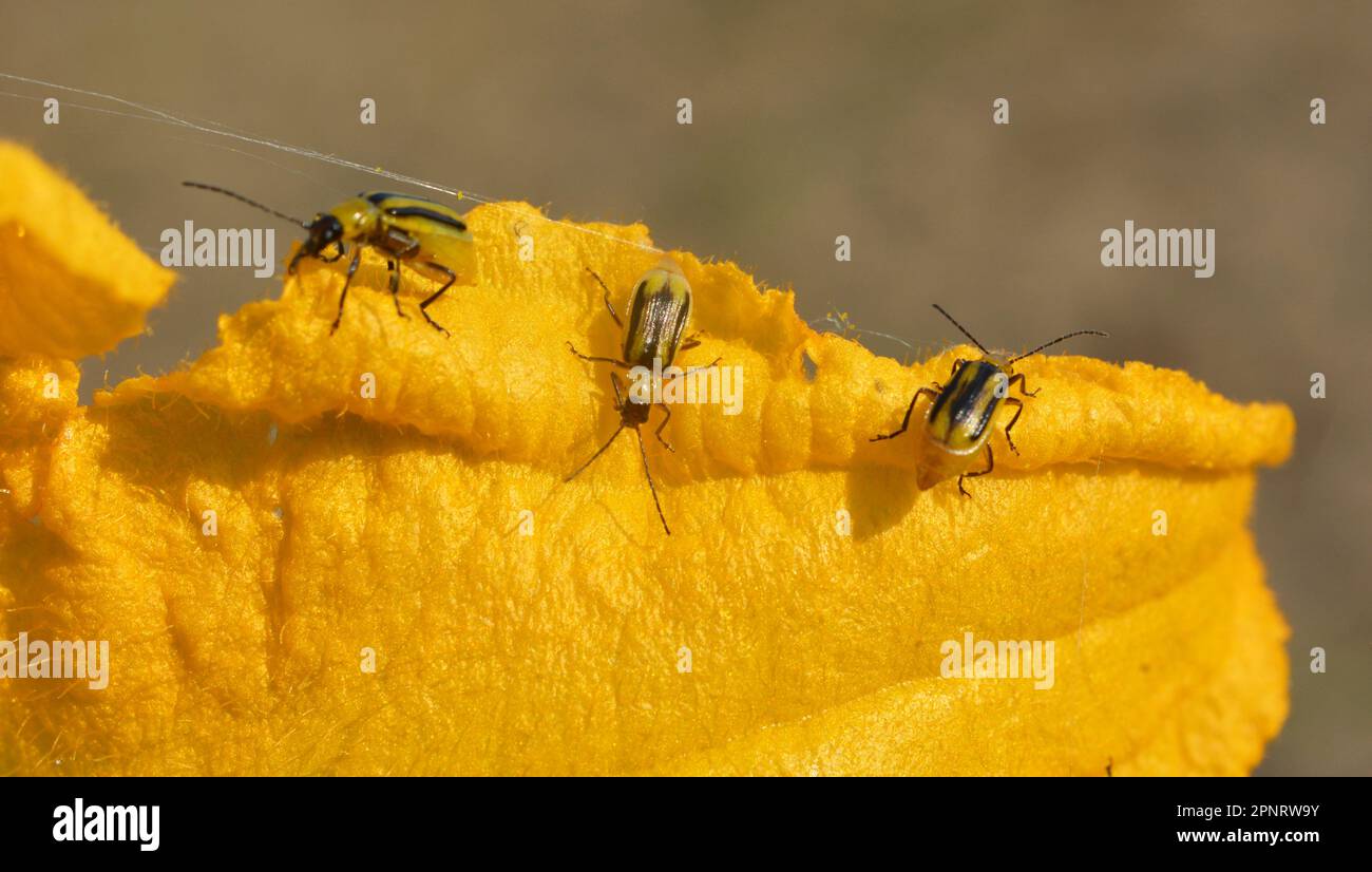 The plant is a harmful insect Western corn beetle (Diabrotica