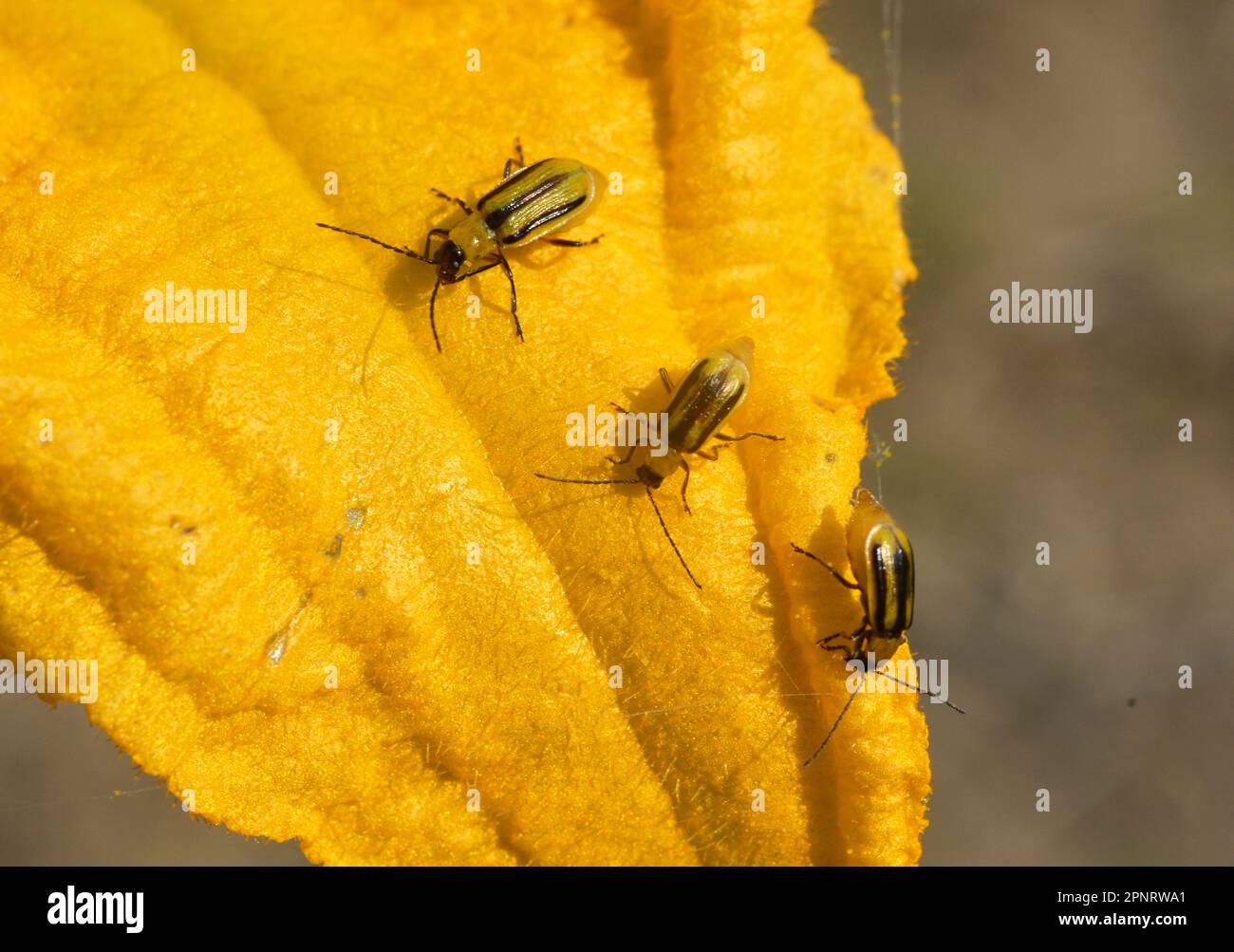 The plant is a harmful insect Western corn beetle (Diabrotica