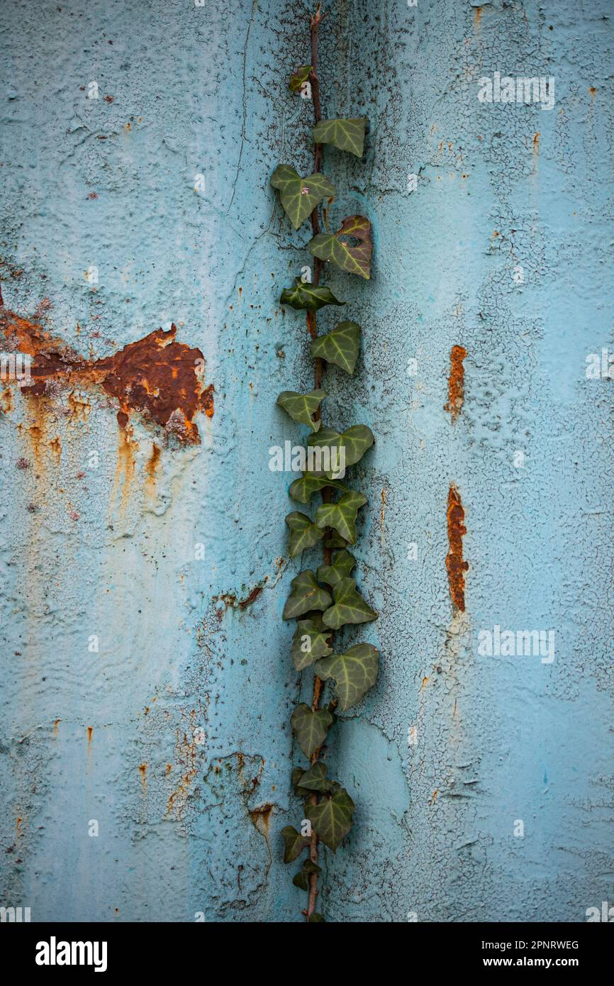 old wall with peeling paint with climbing ivy Stock Photo