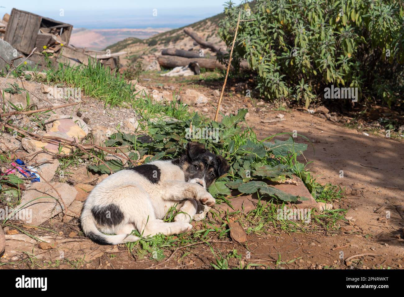 Hinerhofszene mit Hund im Hohen Atlas Stock Photo