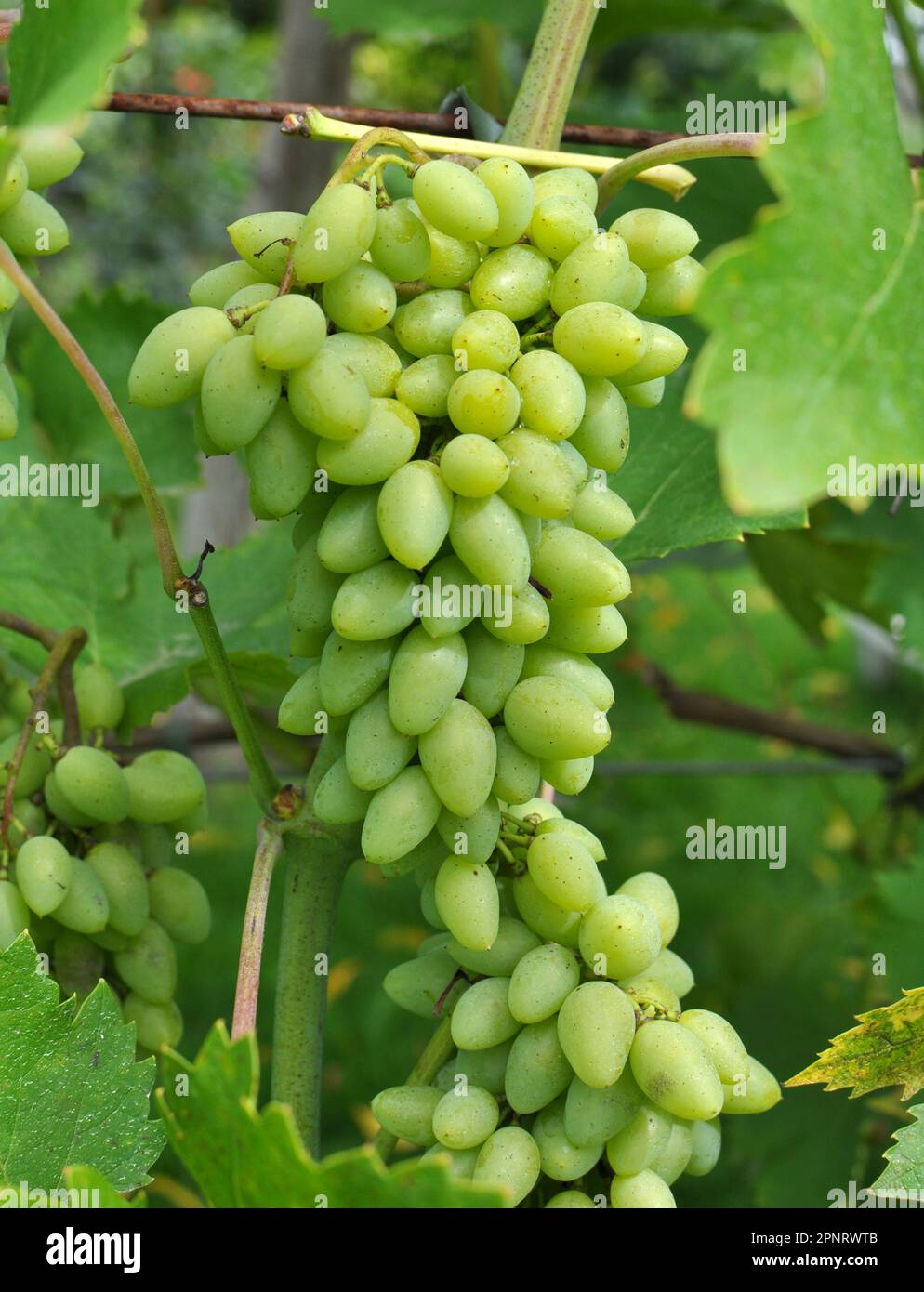 Table Grape Bunch Ripe A bunch of grapes ripen on the branch of the bush Stock Photo - Alamy
