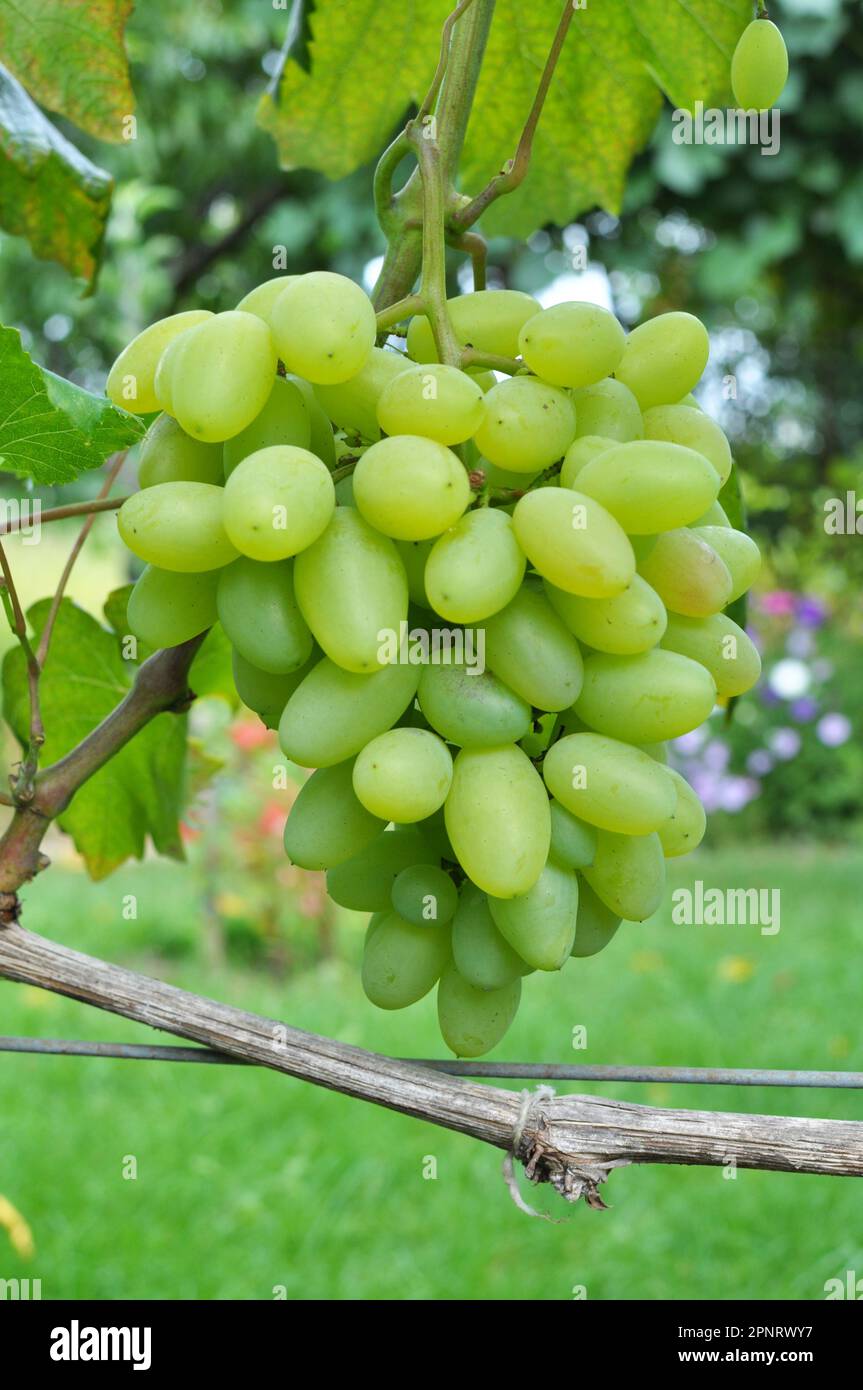 Table Grape Bunch Ripe A bunch of grapes ripen on the branch of the bush Stock Photo - Alamy