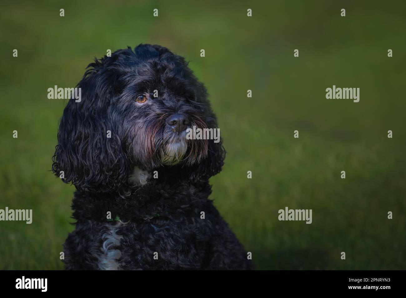 An adorable black cockapoo in the lush green grass, looking aside Stock ...