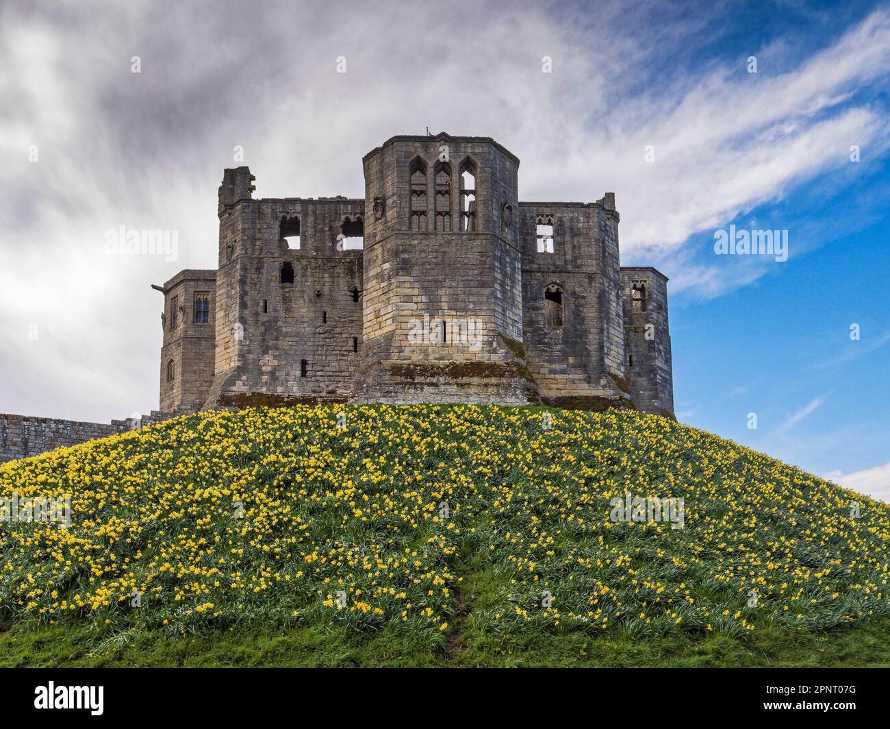 Warkworth Castle, Northumberland, UK with changing weather and spring daffodils Stock Photo