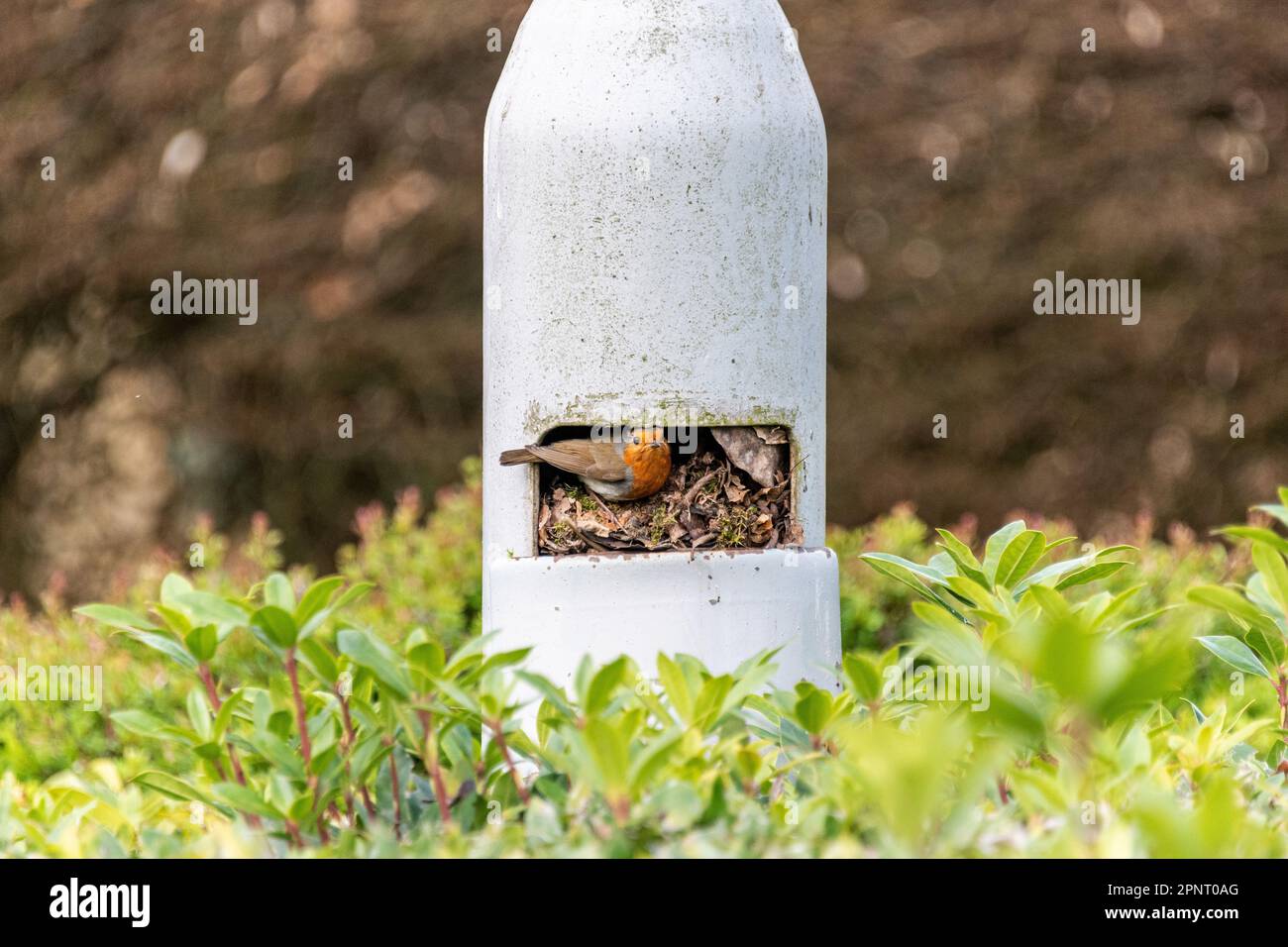 A European or British Robin Looks out of her nest that she built inside a lamp post, Berkshire, England. Stock Photo