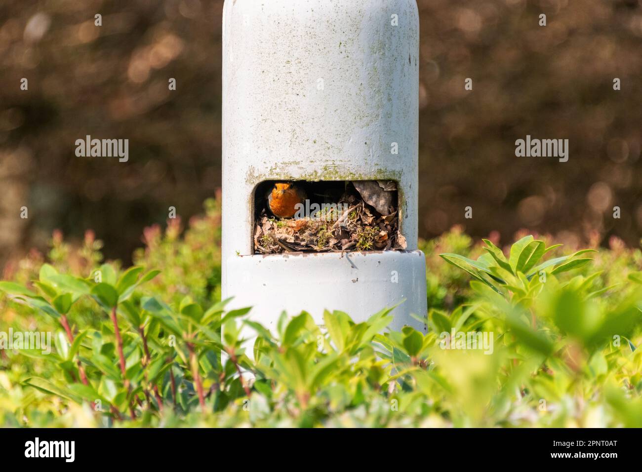 A European or British Robin Looks out of her nest that she built inside a lamp post, Berkshire, England. Stock Photo