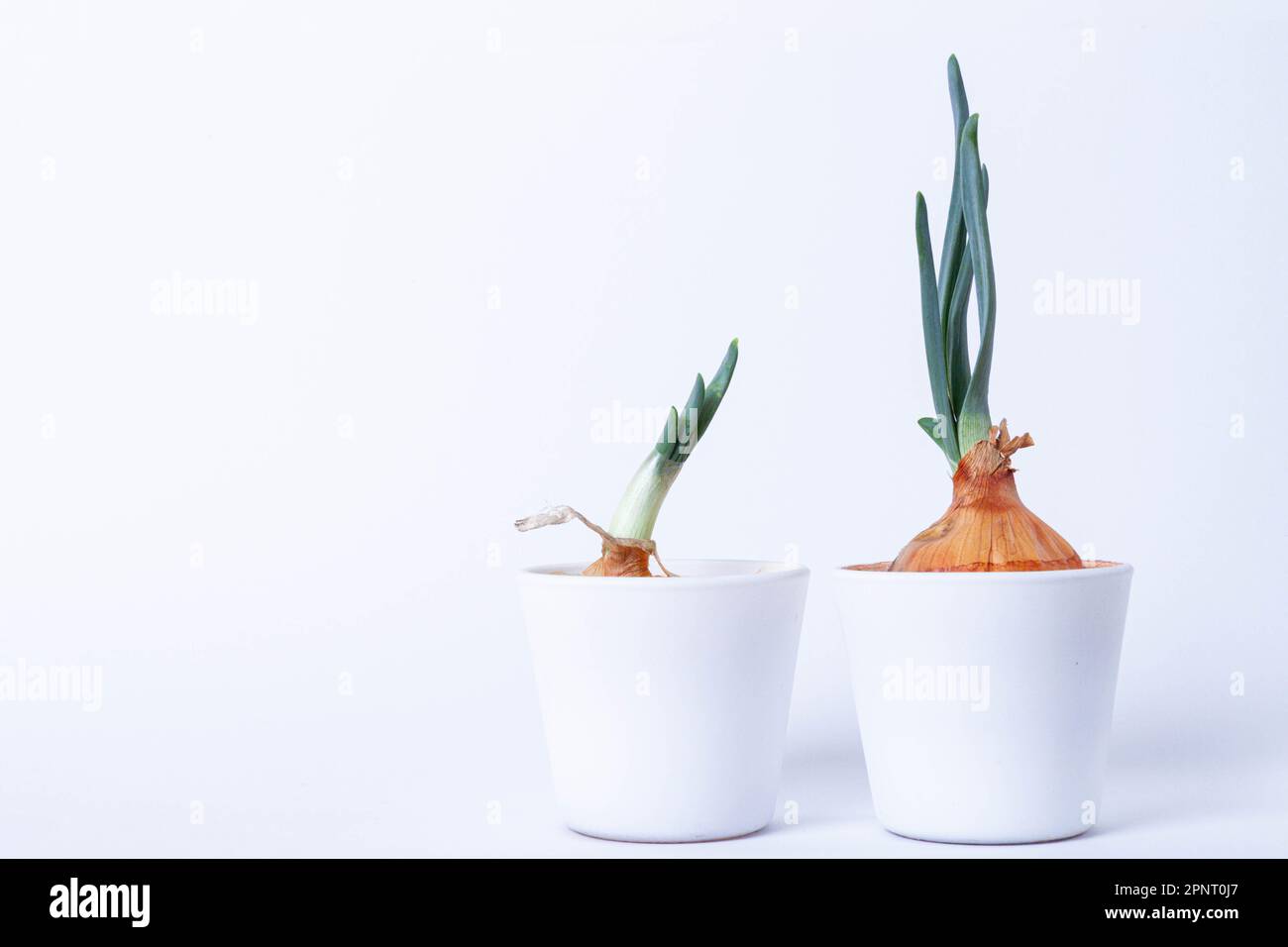 Growing plants in the laboratory. Sprouted green onions on a white