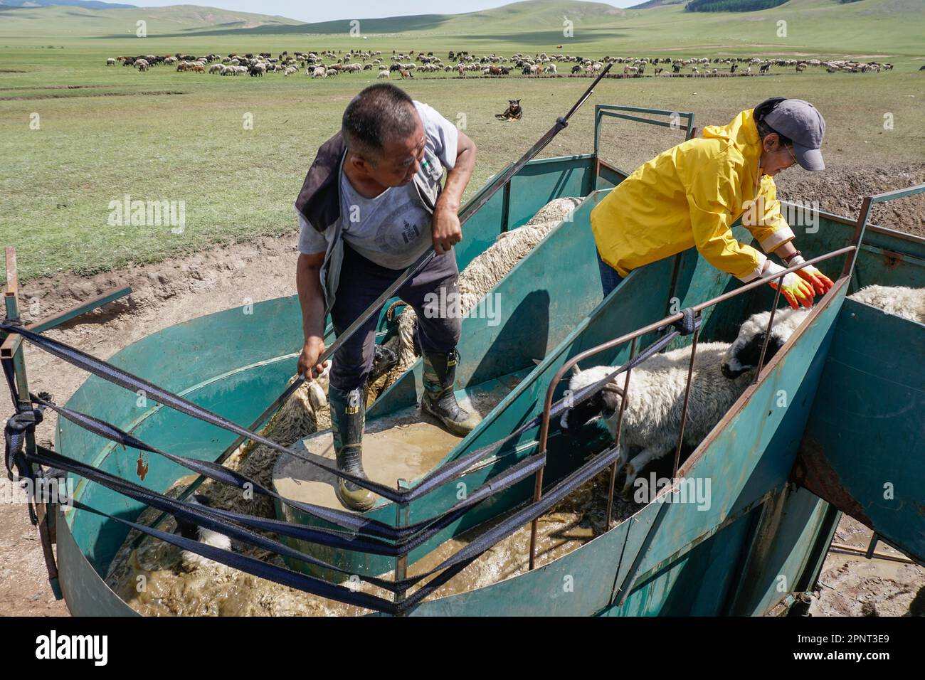 Baatarjav Riimed and Tserendulam Chuluunkhuu wash sheep and goats in a cattle tub in Erdenet, Orkhon province, Mongolia on August 5, 2021. Small livestock are washed and disinfected once a year to prevent parasitic diseases. (Khorloo Khukhnohoi/Global Press Journal) Stock Photo