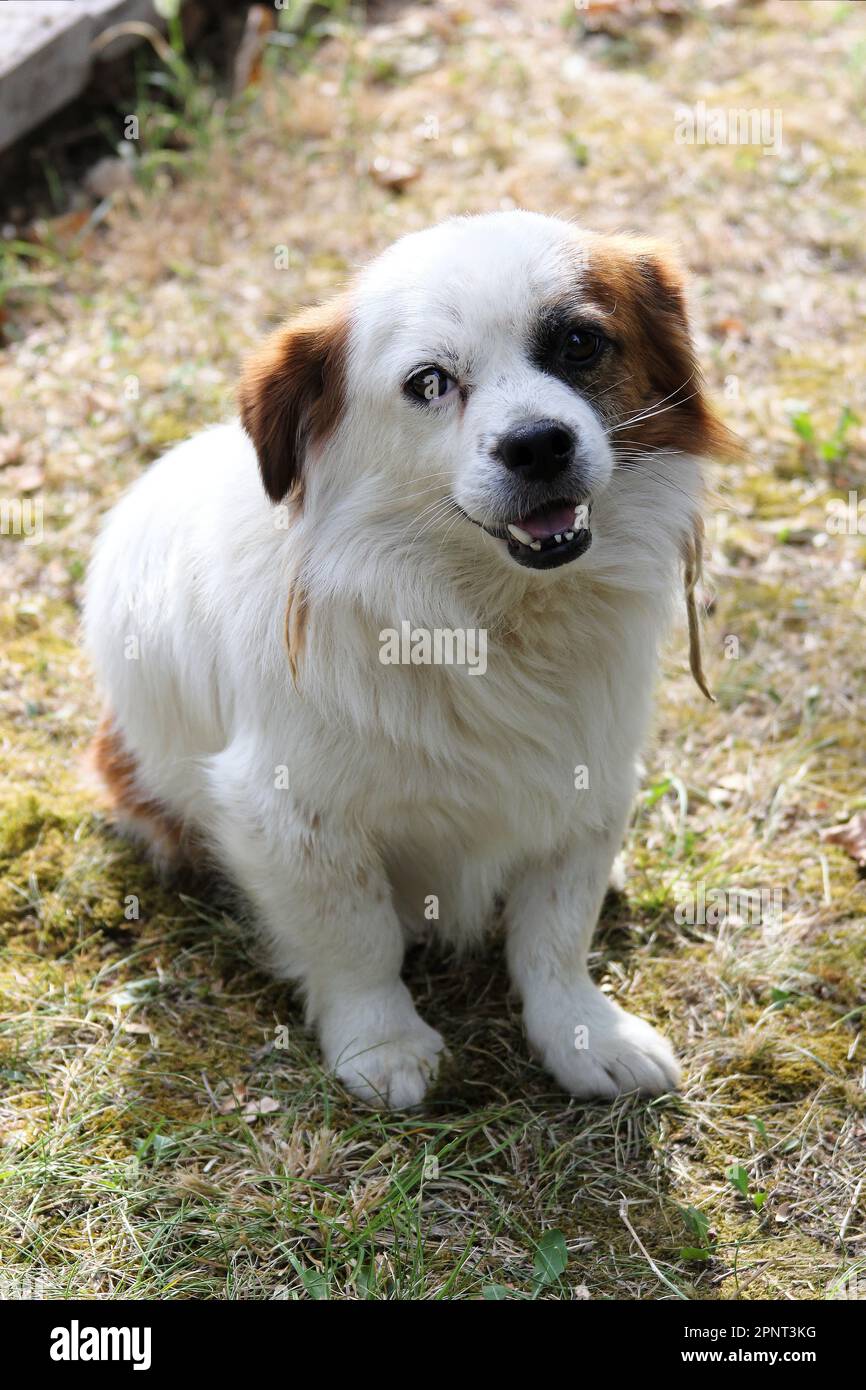 A white dog with brown spots Stock Photo