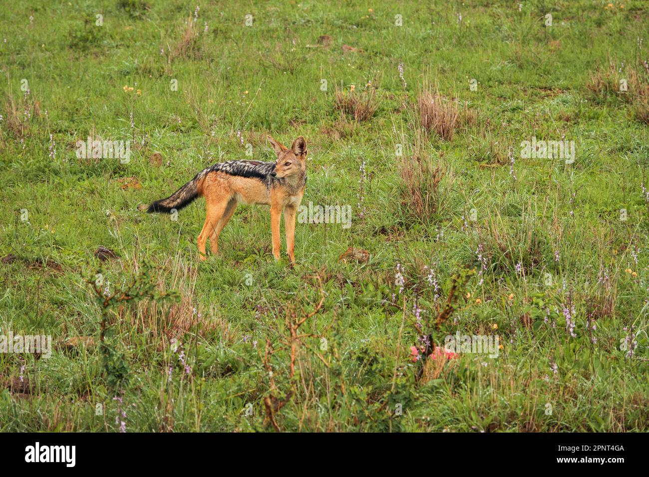 African wild dog action hi-res stock photography and images - Alamy