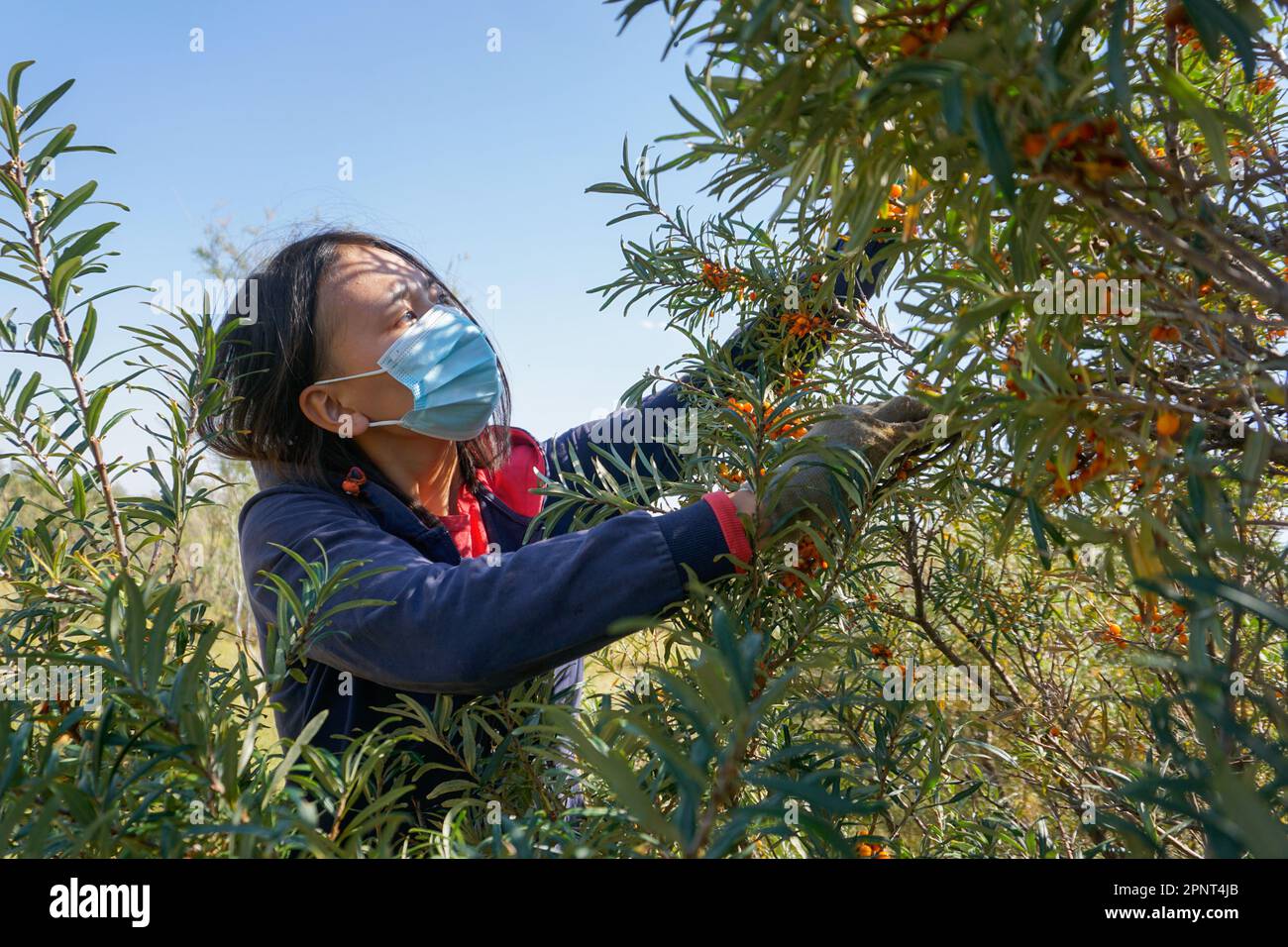 Khongorzul Ganbold, 19, collects sea buckthorn in Dalanzadgad, Umnugovi province, Mongolia on September 11, 2021. When coronavirus cases peaked, the Inter-Soum Forest Squad, a government agency, allowed people to gather sea buckthorn from their planted shrubs to boost their immunity. (Uranchimeg Tsoghuu/Global Press Journal) Stock Photo