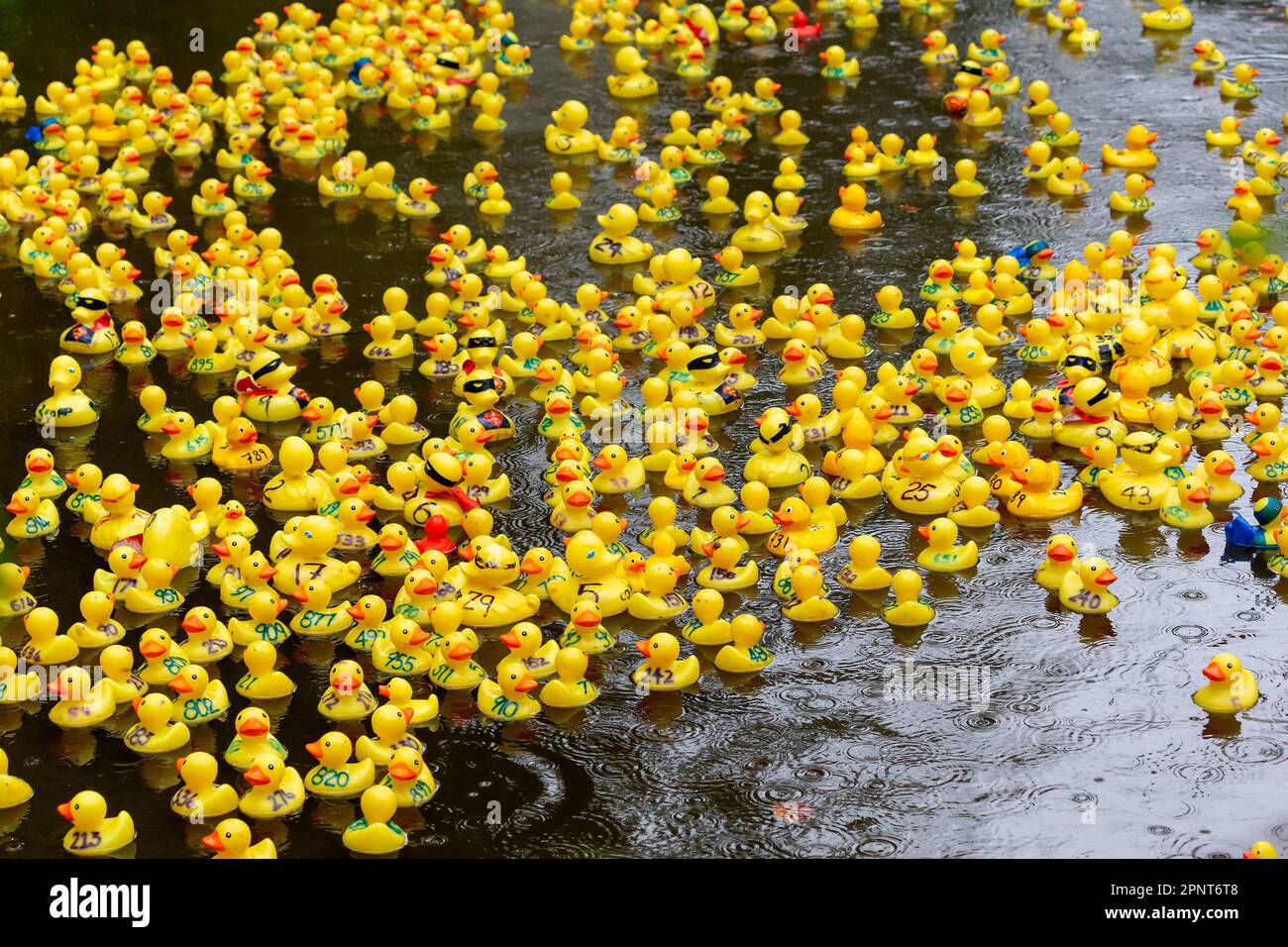 Hundreds of yellow ducks float down the river on a rainy day at the