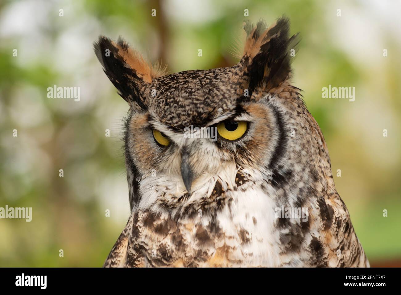 Great Horned Owl, Bubo Virginianus in Captivity Stock Photo - Alamy