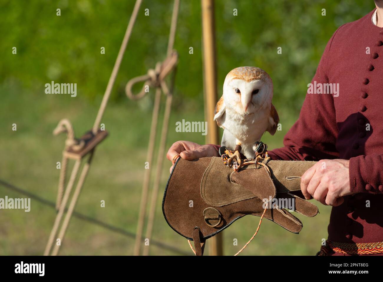 Italy, Lombardy, Barn Owl, Tyto Alba, on the Glove of a Falconer Stock