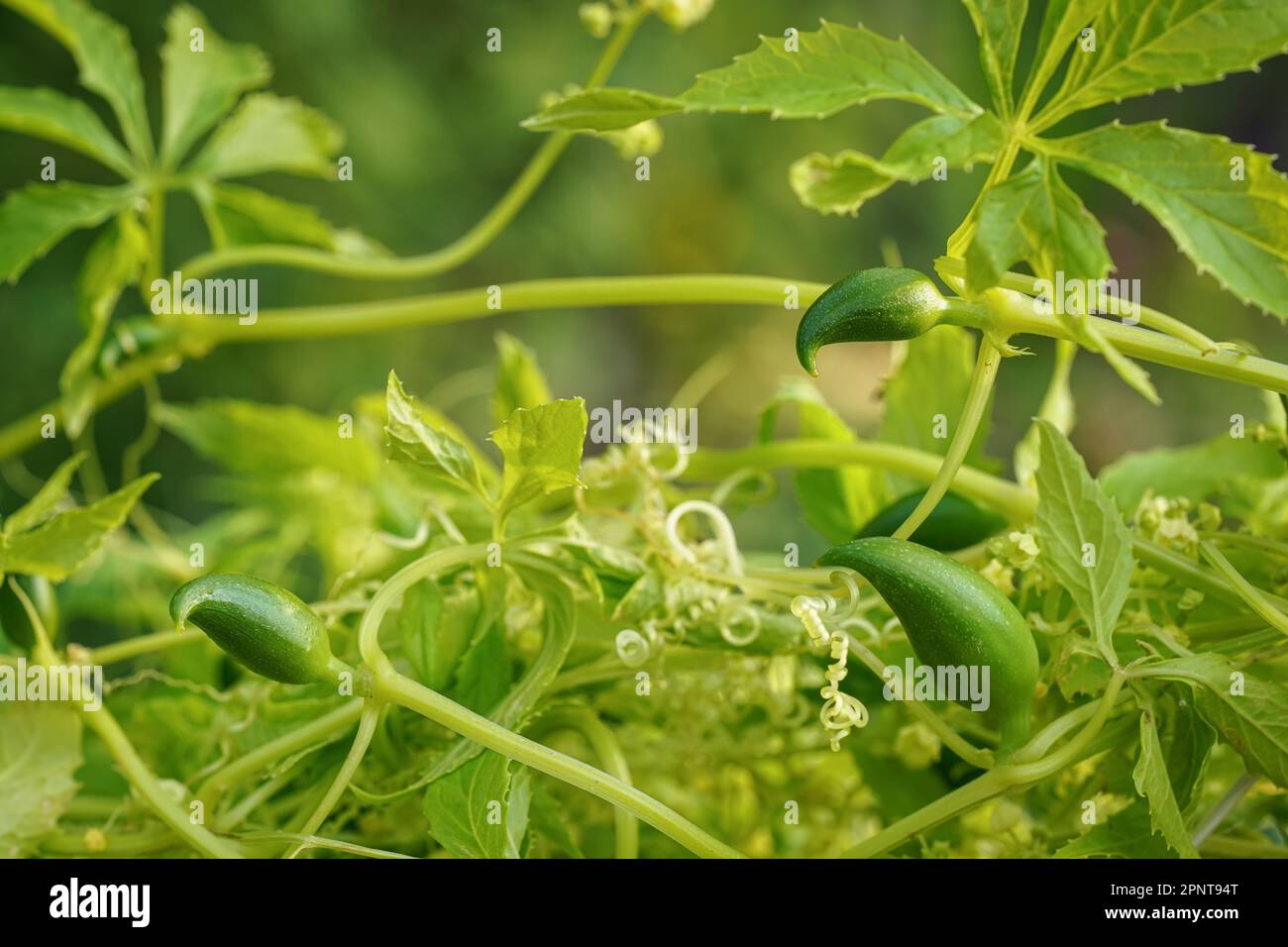 Small green achocha fruits - also known as Andes cucumber growing in garden, closeup detail Stock Photo