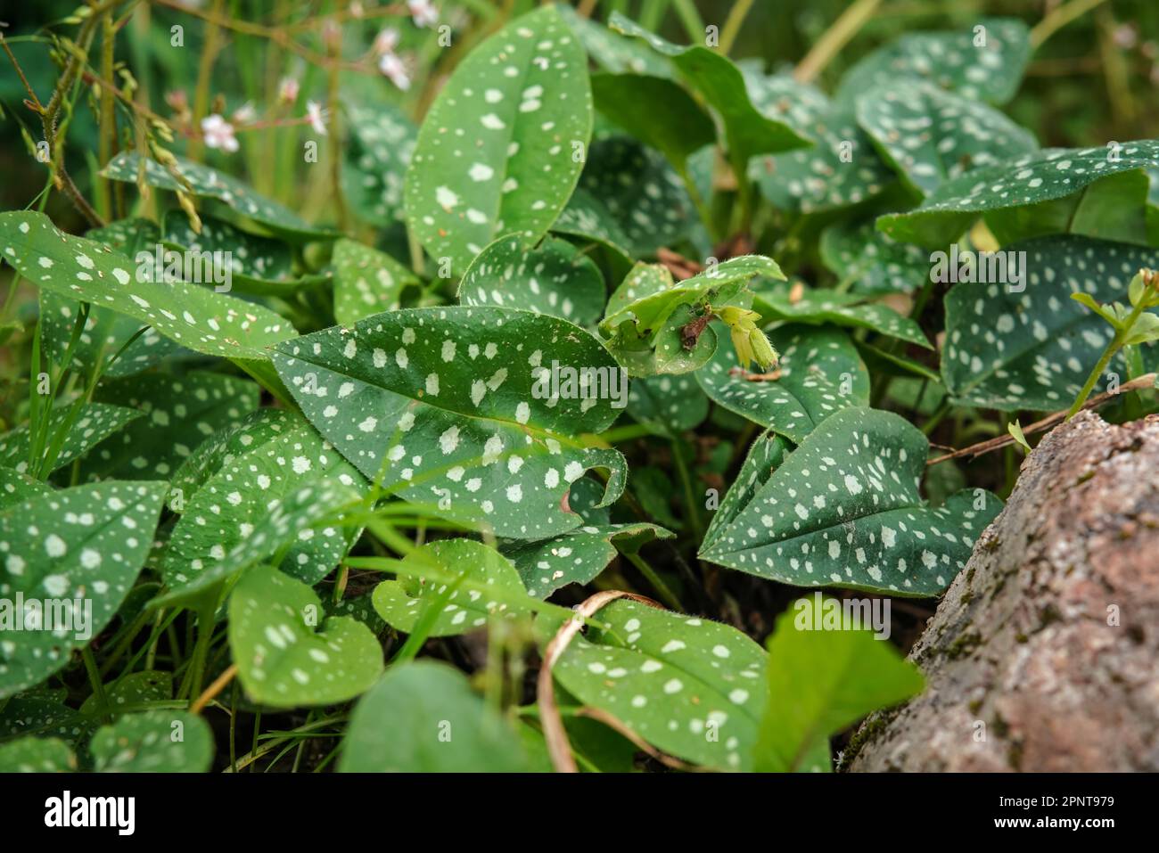 White spots on plant leaves hi-res stock photography and images - Alamy