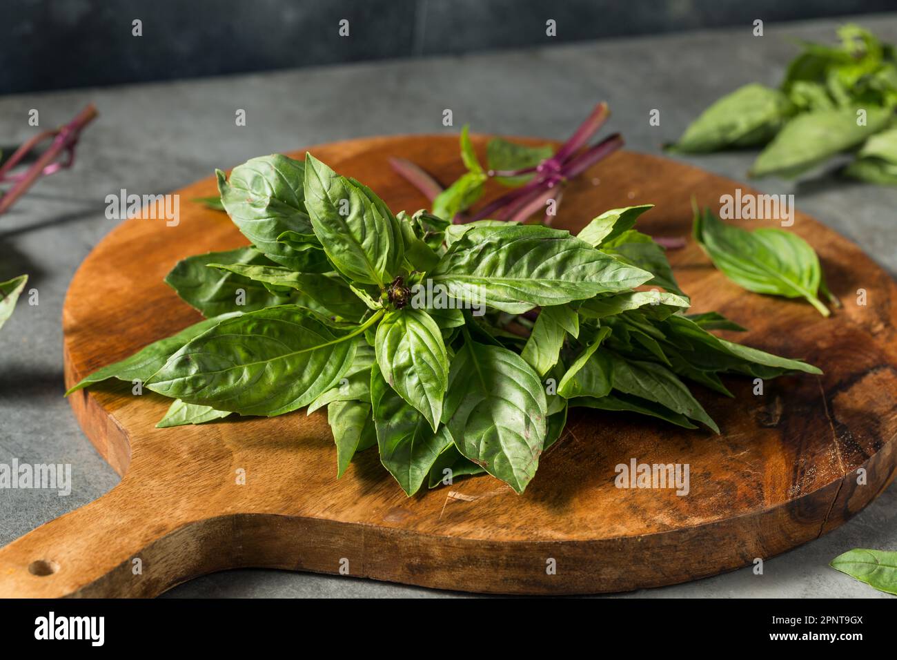 Raw Green Organic Thai Holy Basil in a Bunch Stock Photo Alamy