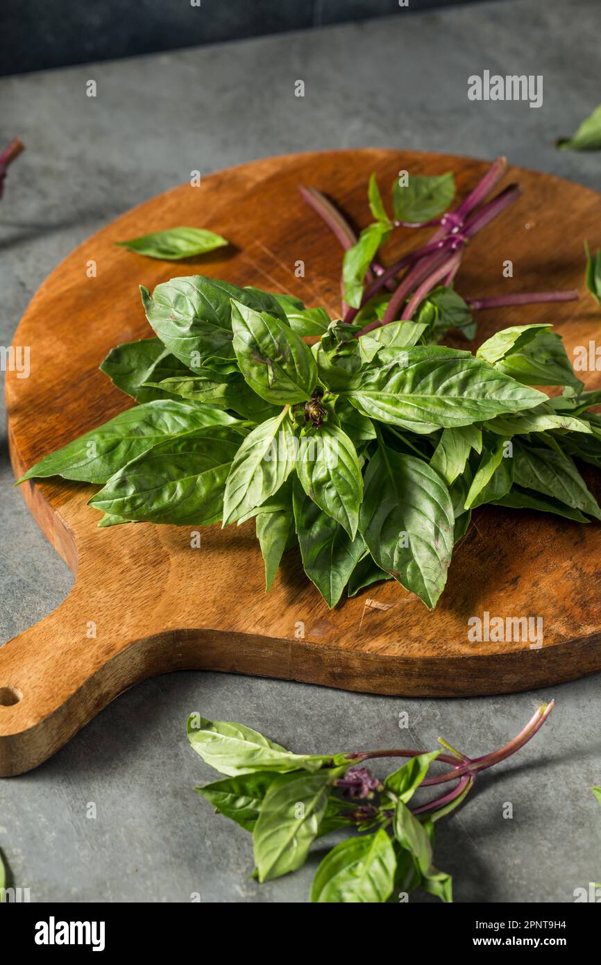 Raw Green Organic Thai Holy Basil in a Bunch Stock Photo Alamy