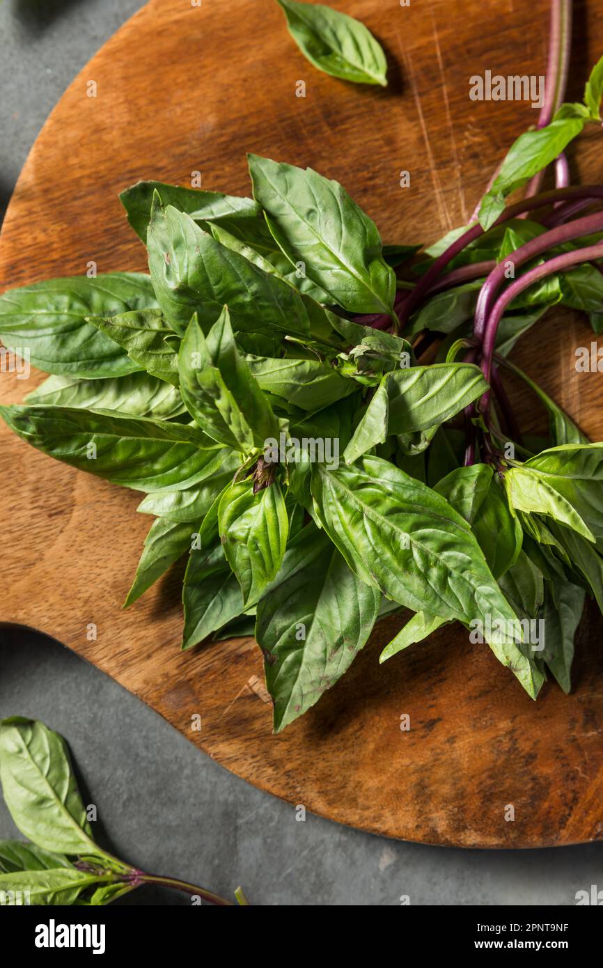 Raw Green Organic Thai Holy Basil in a Bunch Stock Photo Alamy