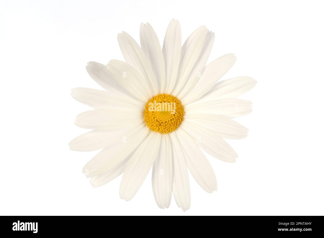 A daisy flower isolated on white background Stock Photo Alamy