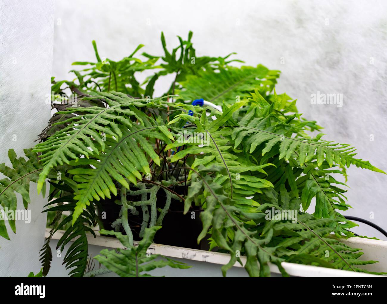 Cultivation of differenent indoor fern green plants in glasshouse in ...