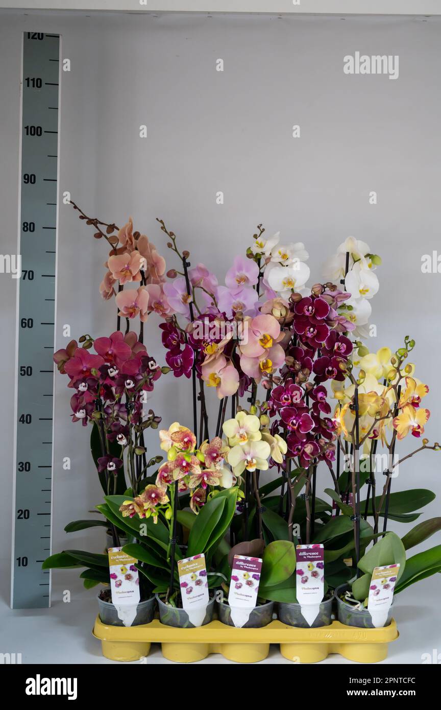 Cultivation of colorful tropical flowering plants orchid family Orchidaceae Paphiopedilum, Venus slipper in Dutch greenhouse, types of orchids Stock Photo
